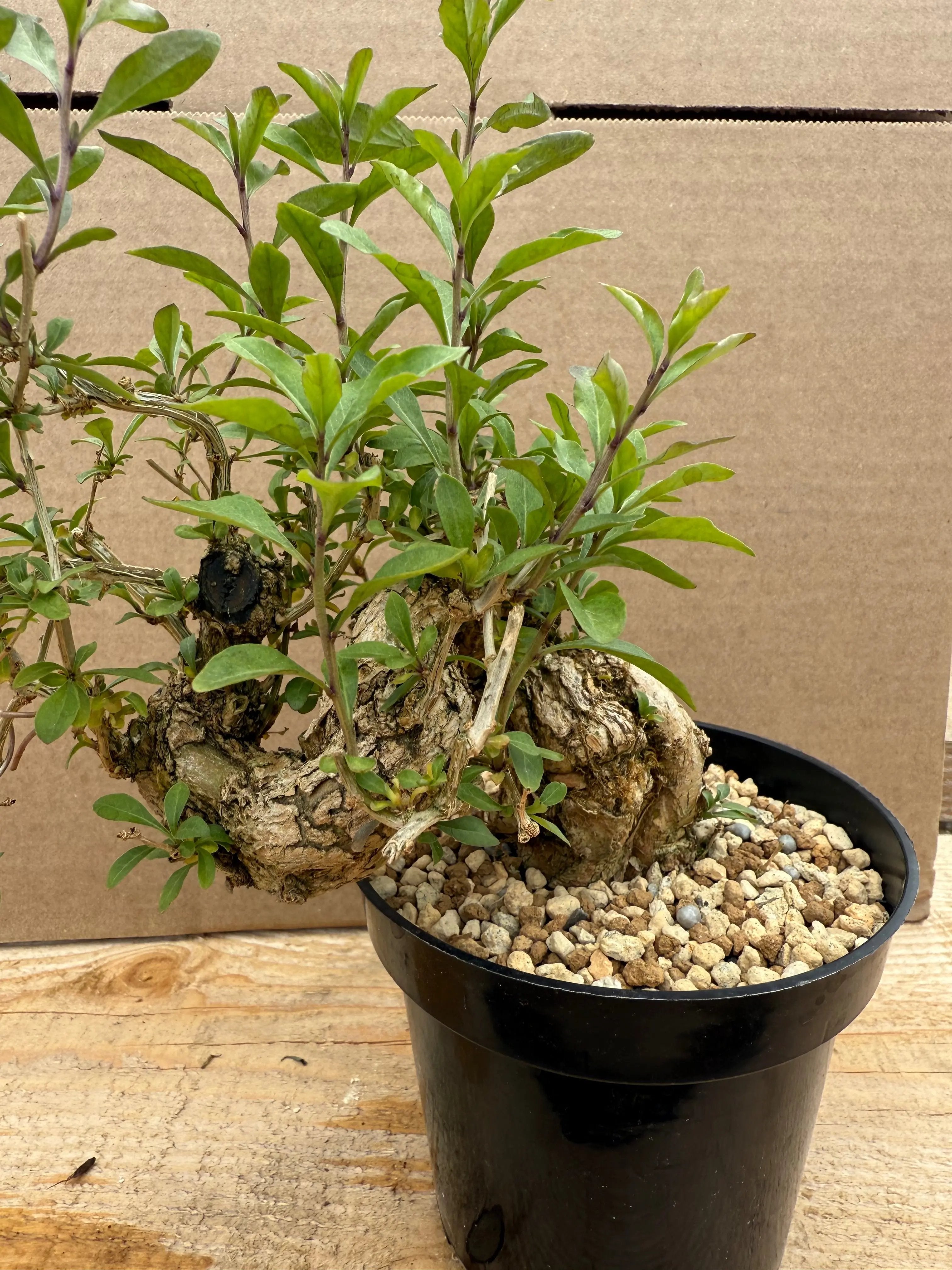 Lycium chinense (chef's choice) Canada Bonsai