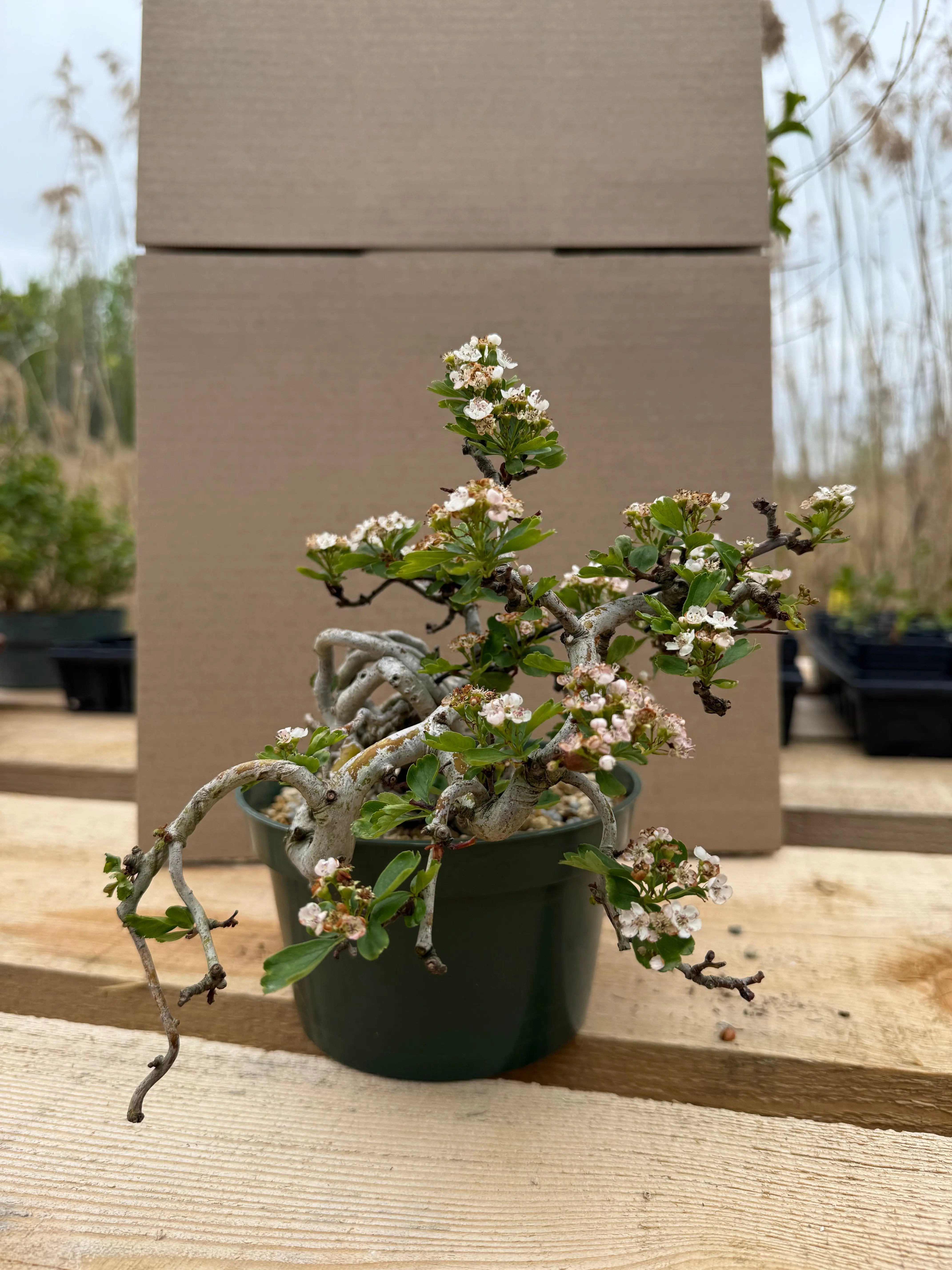 Crataegus cuneata 'Matsudaira' Canada Bonsai