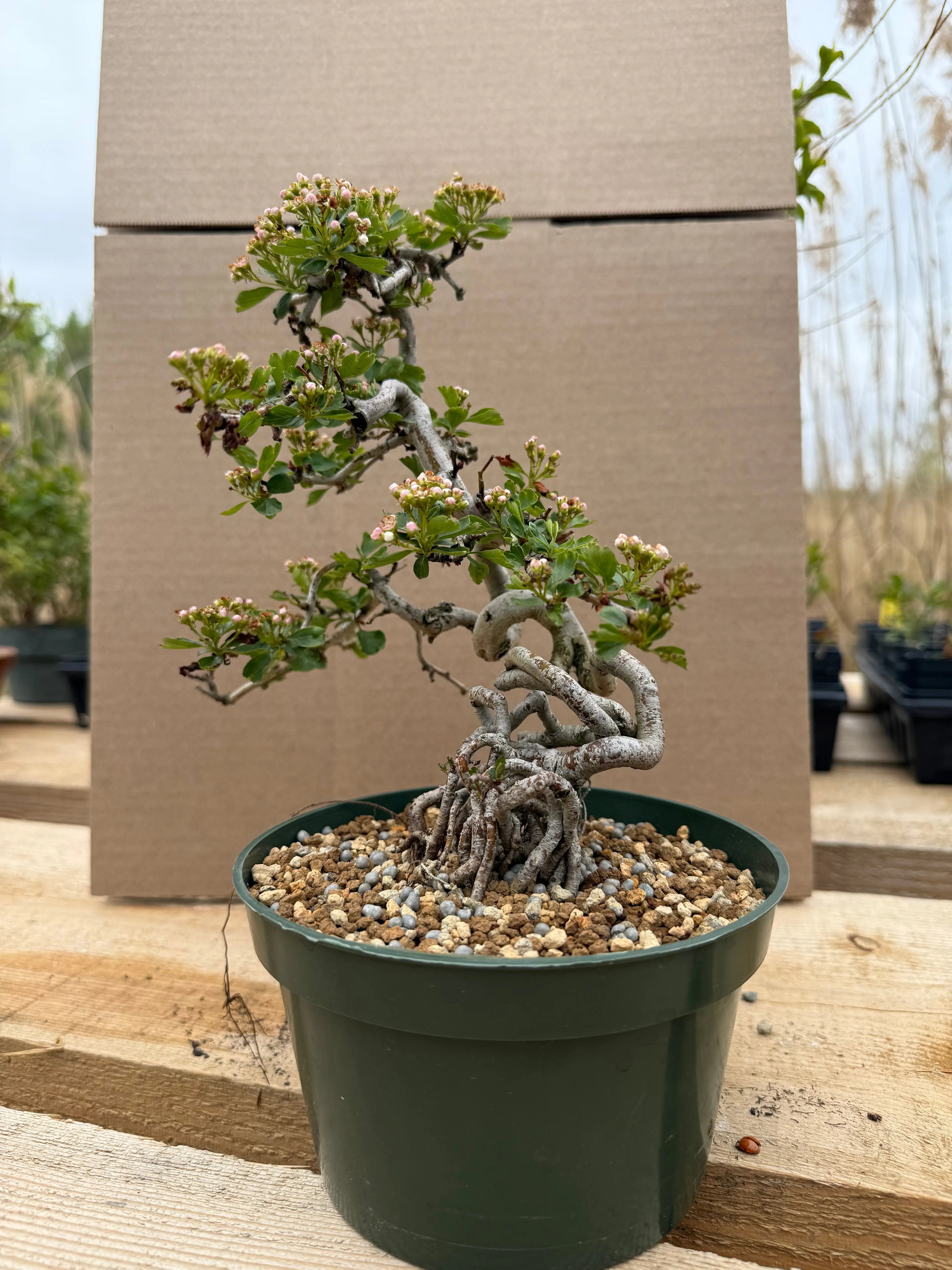 Crataegus cuneata 'Matsudaira' Canada Bonsai