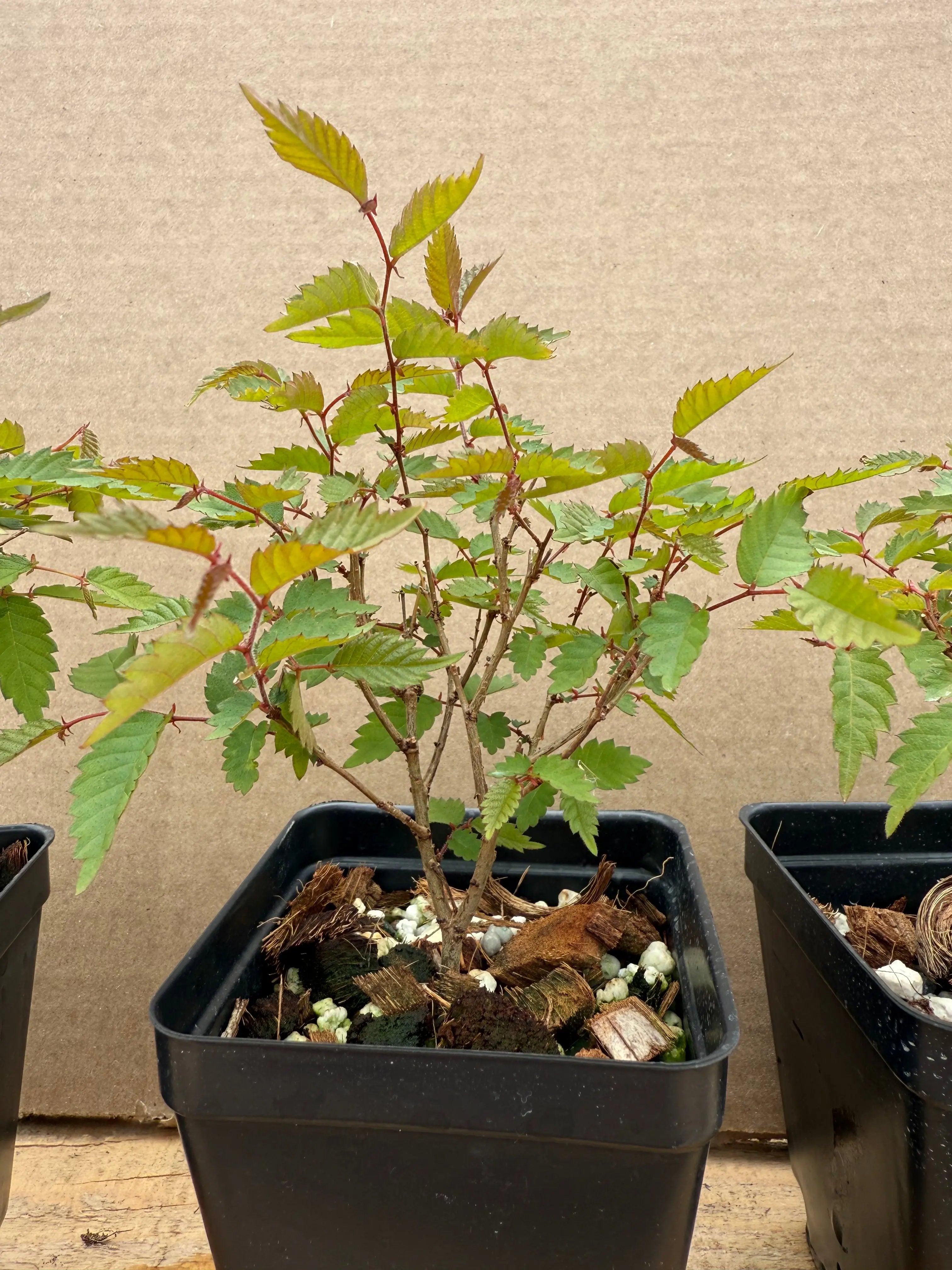 Zelkova serrata Canada Bonsai