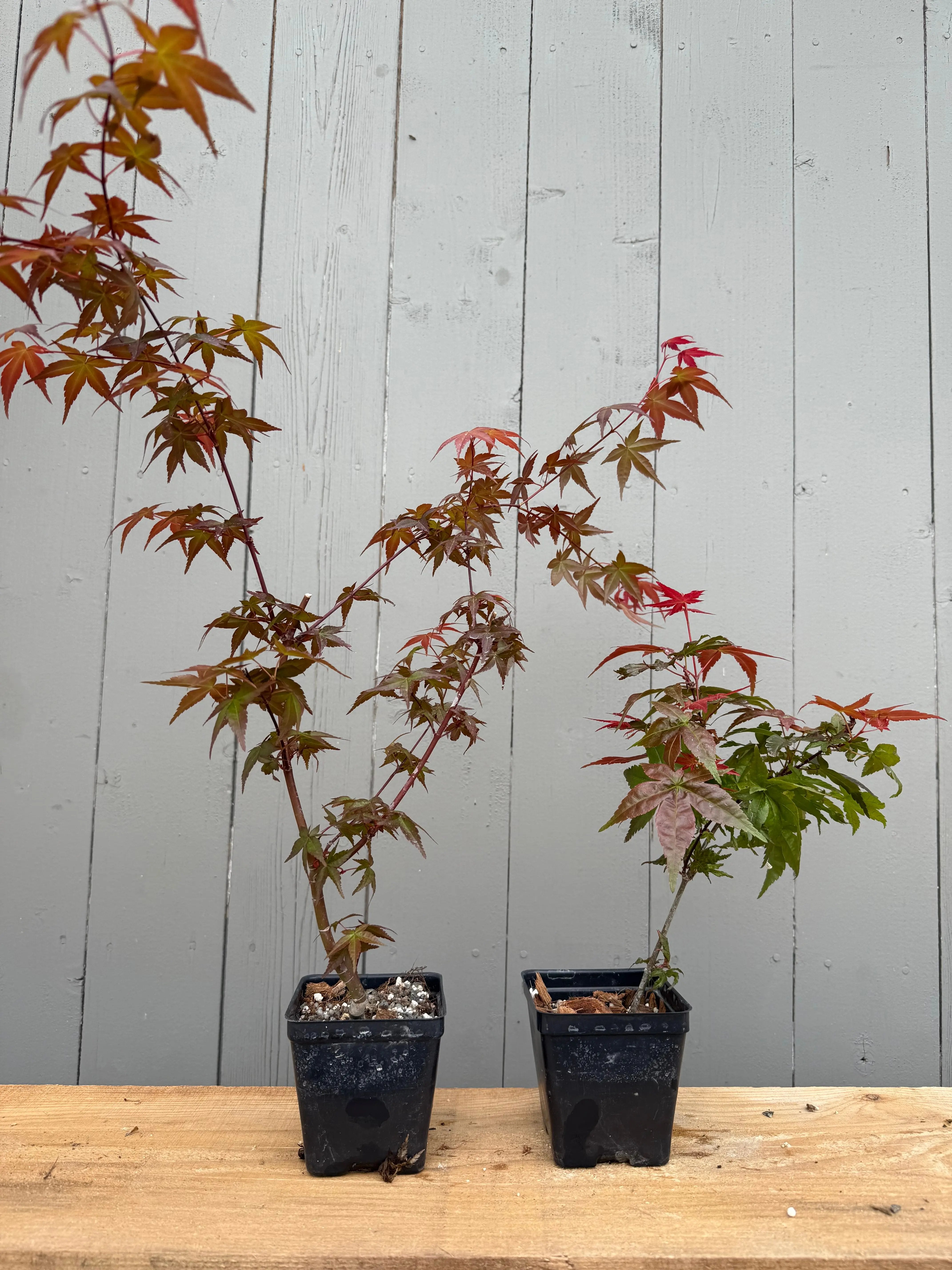 Acer palmatum 'Corallinum' Canada Bonsai