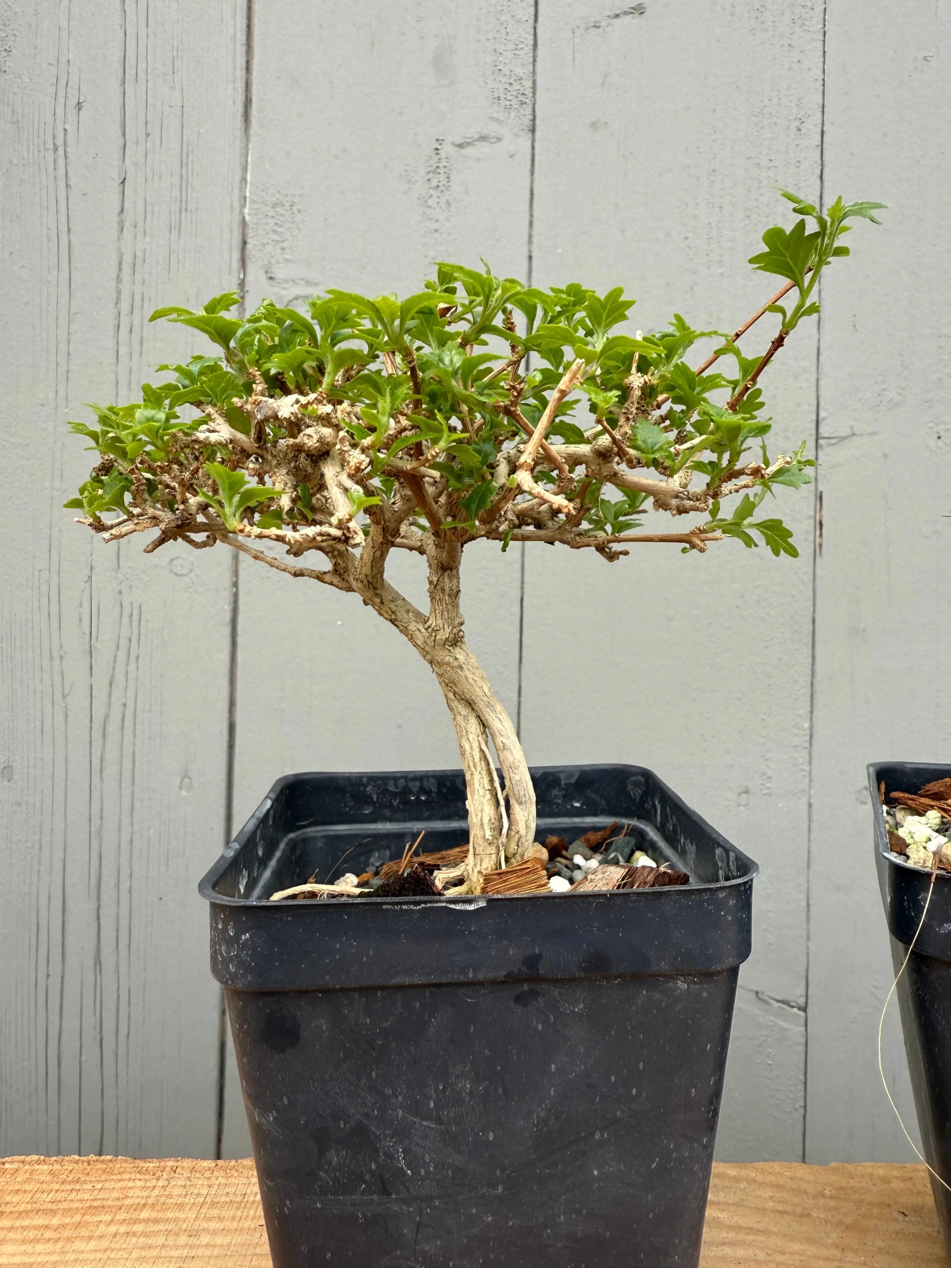 Premna japonica (medium) Canada Bonsai