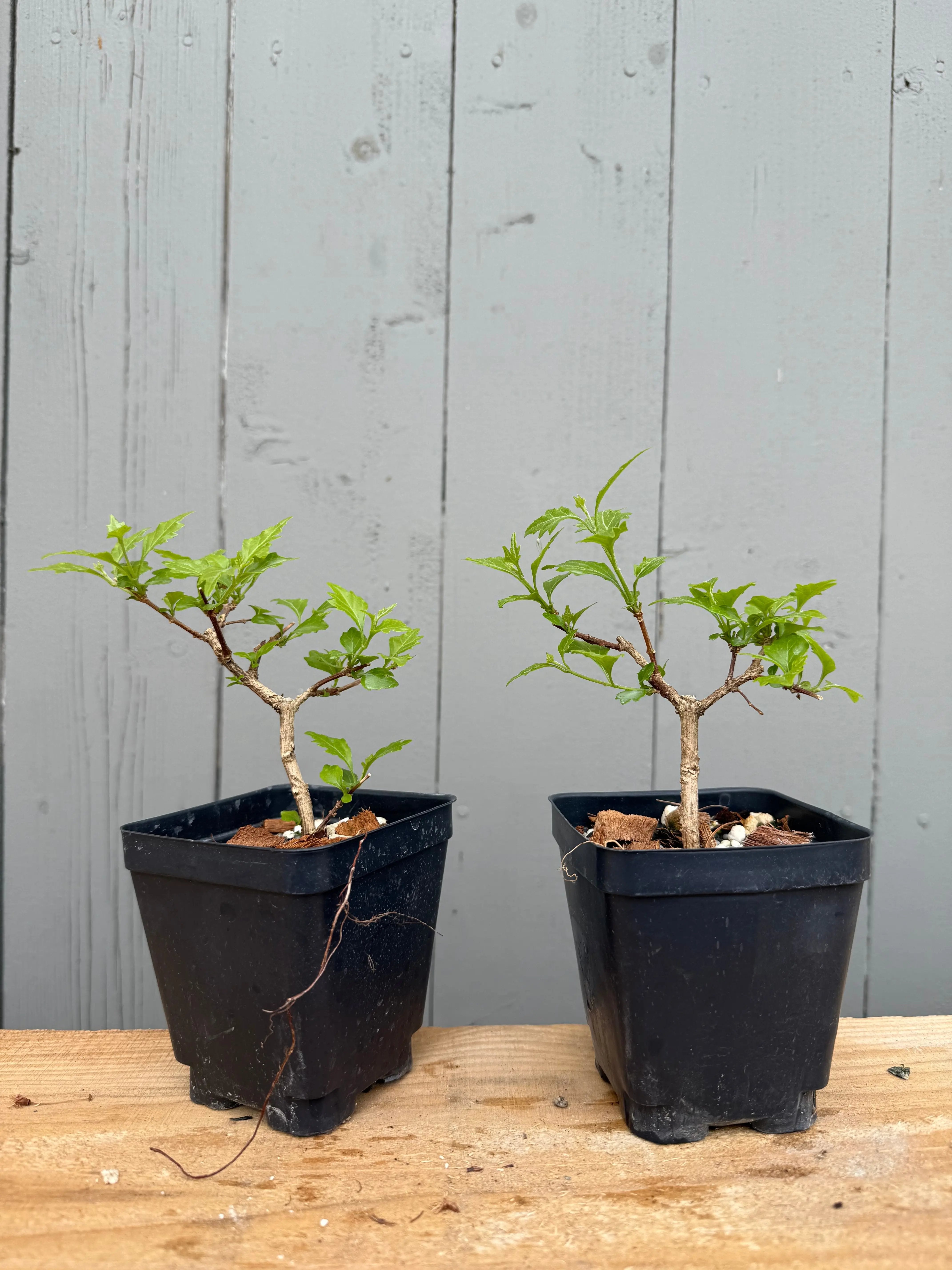 Premna japonica (rooted cuttings)