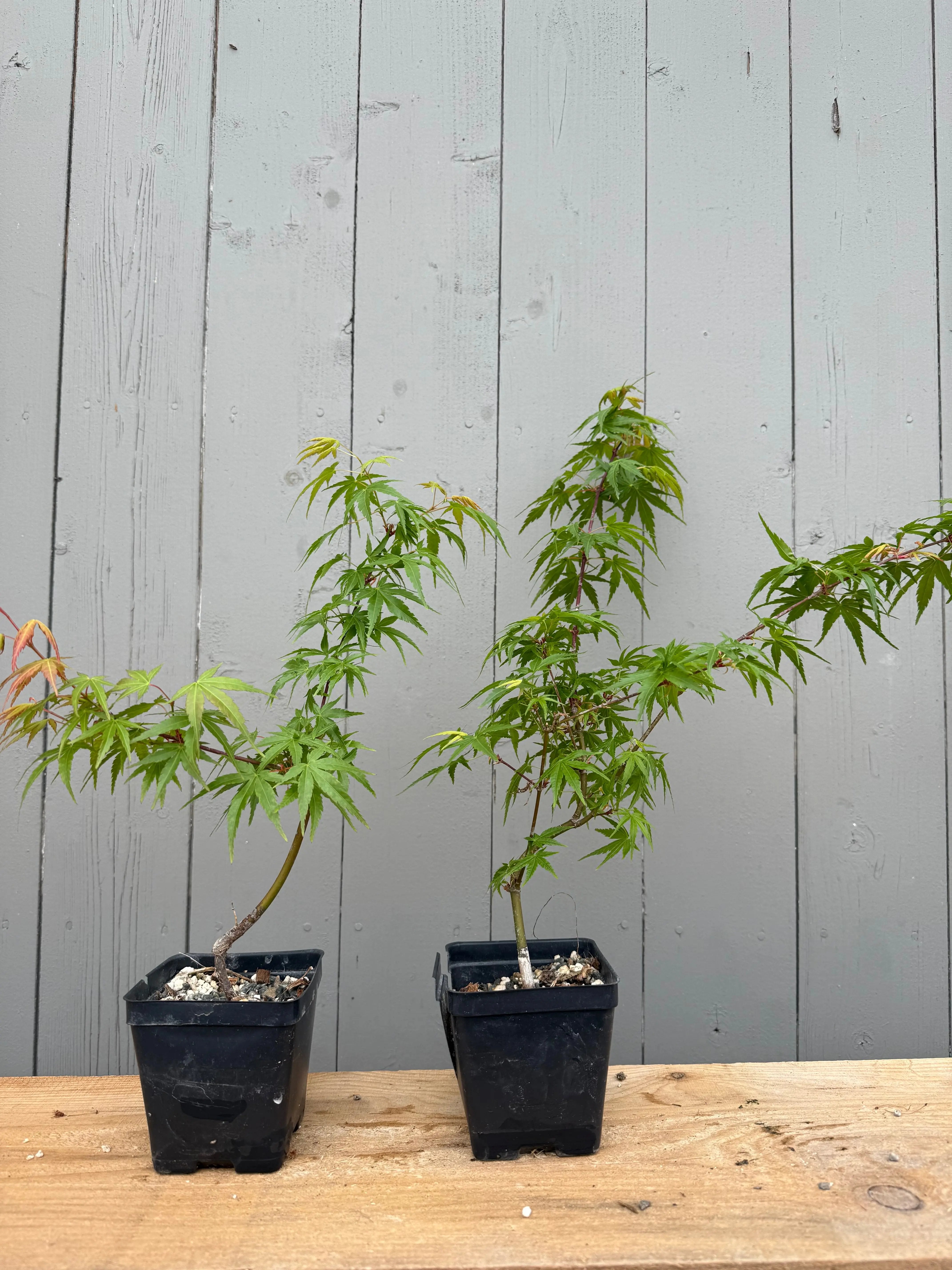 Acer palmatum 'Chishio Improved' Canada Bonsai