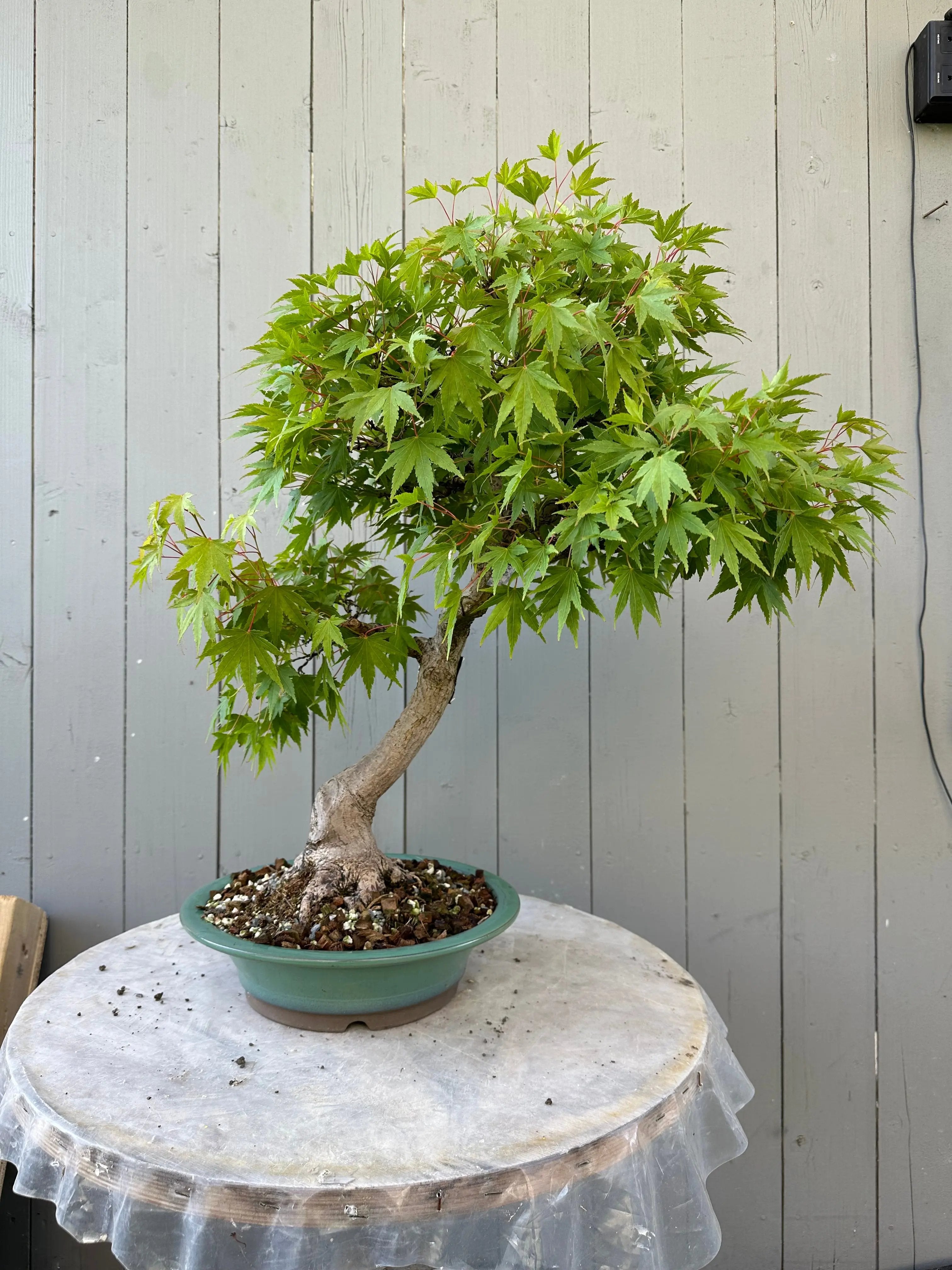 Acer palmatum #4 Canada Bonsai