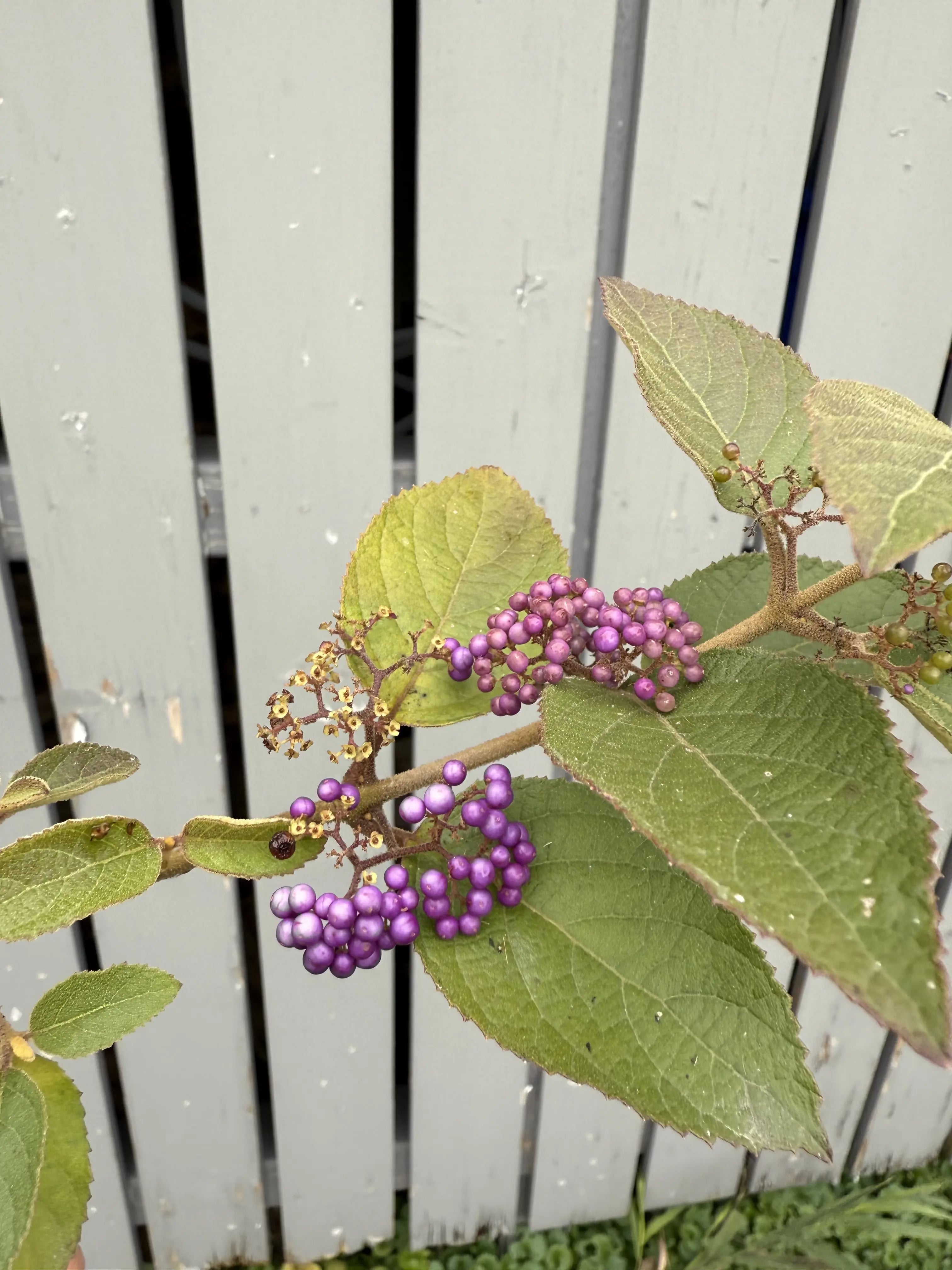 Callicarpa japonica 'NAKAYOSHI KOYOSHI' #1 Canada Bonsai