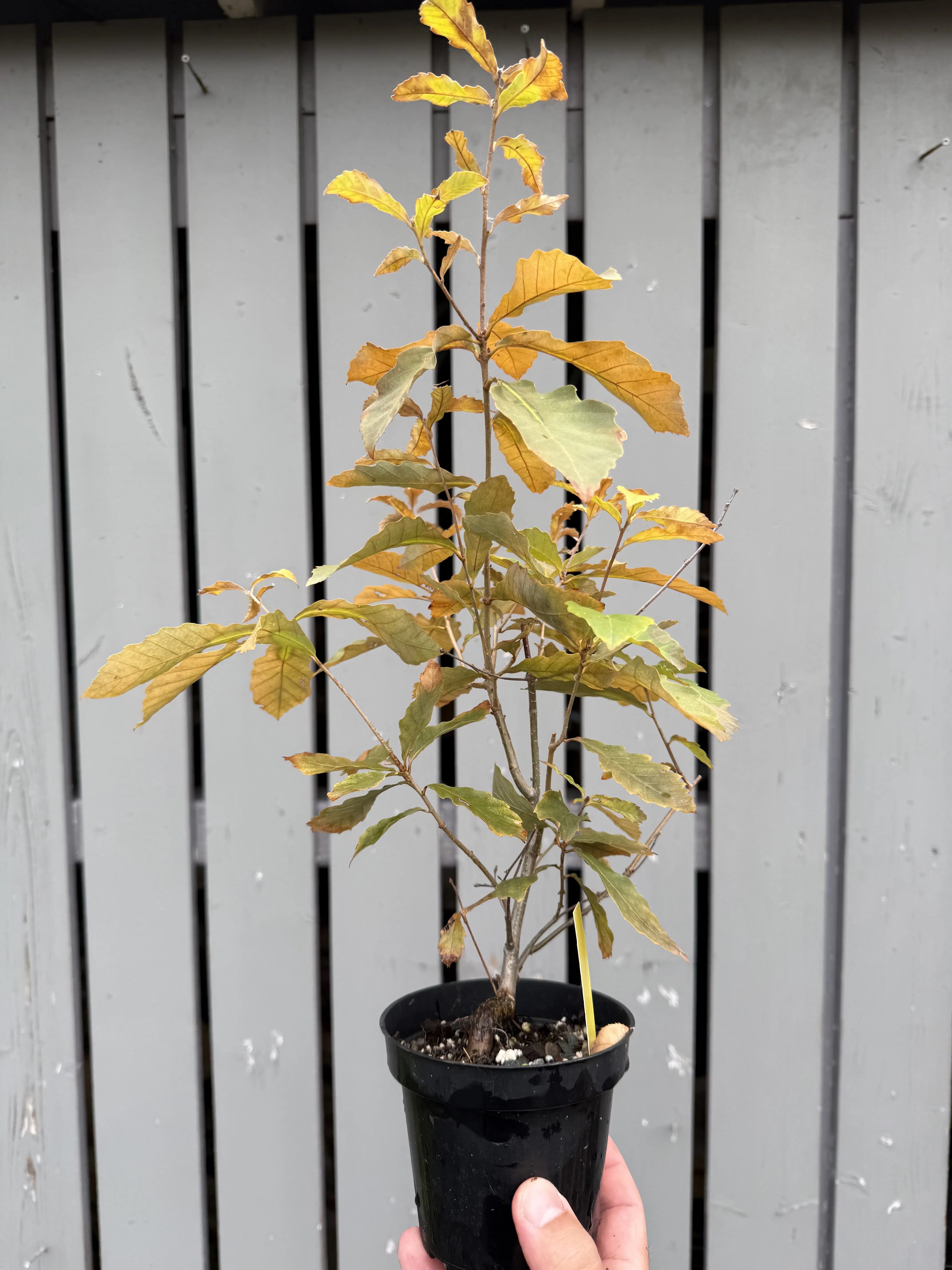 Quercus Serrata #7 Canada Bonsai