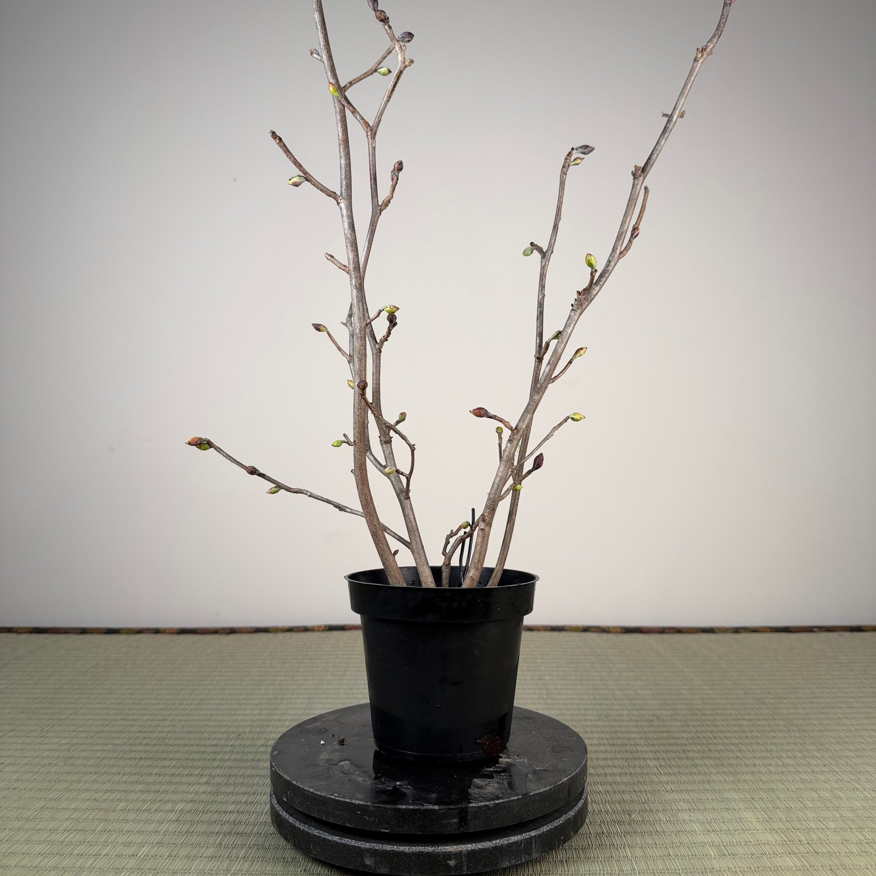 Corylopsis spicata
