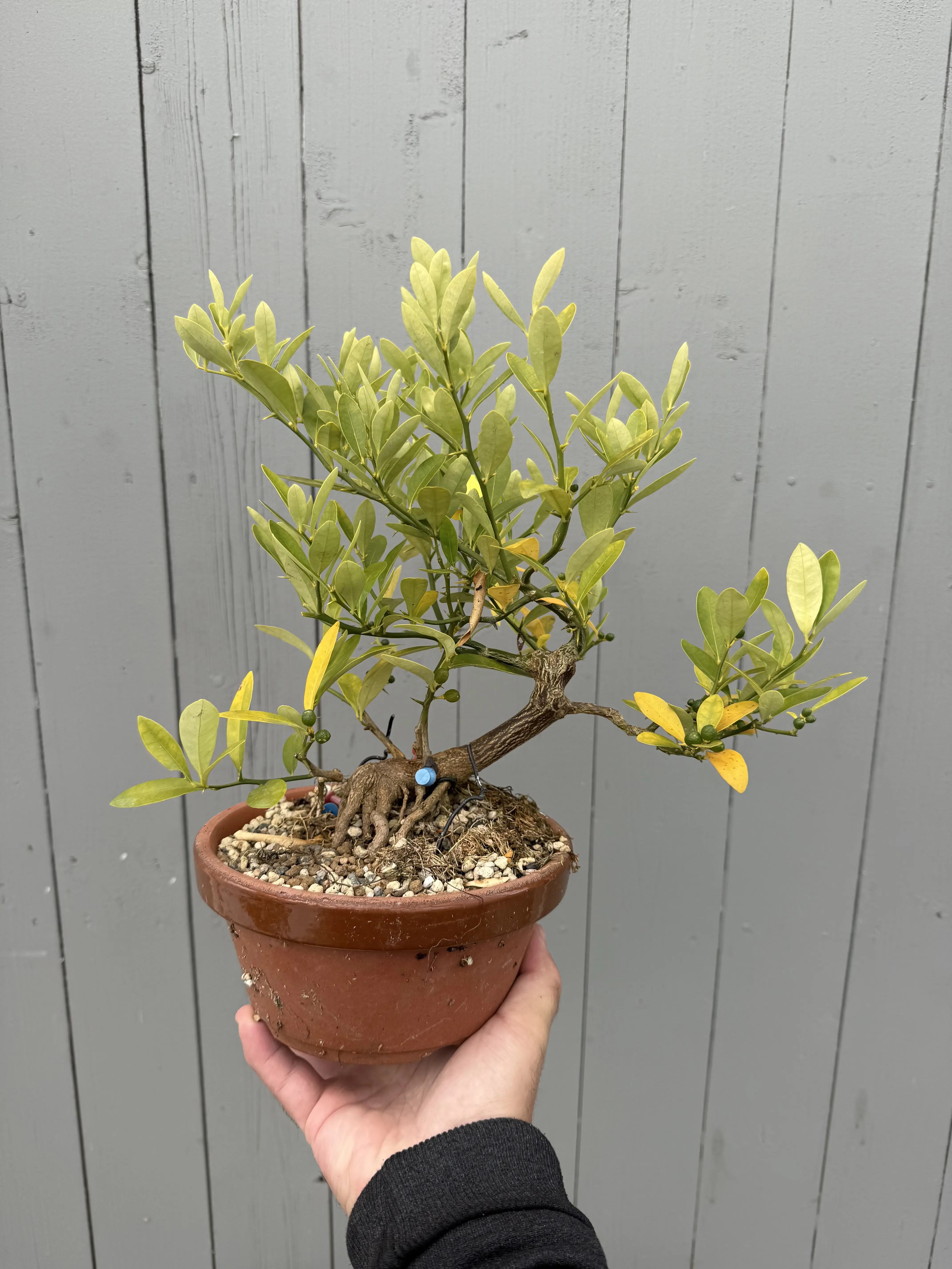 Fortunella hindsii #1 Canada Bonsai