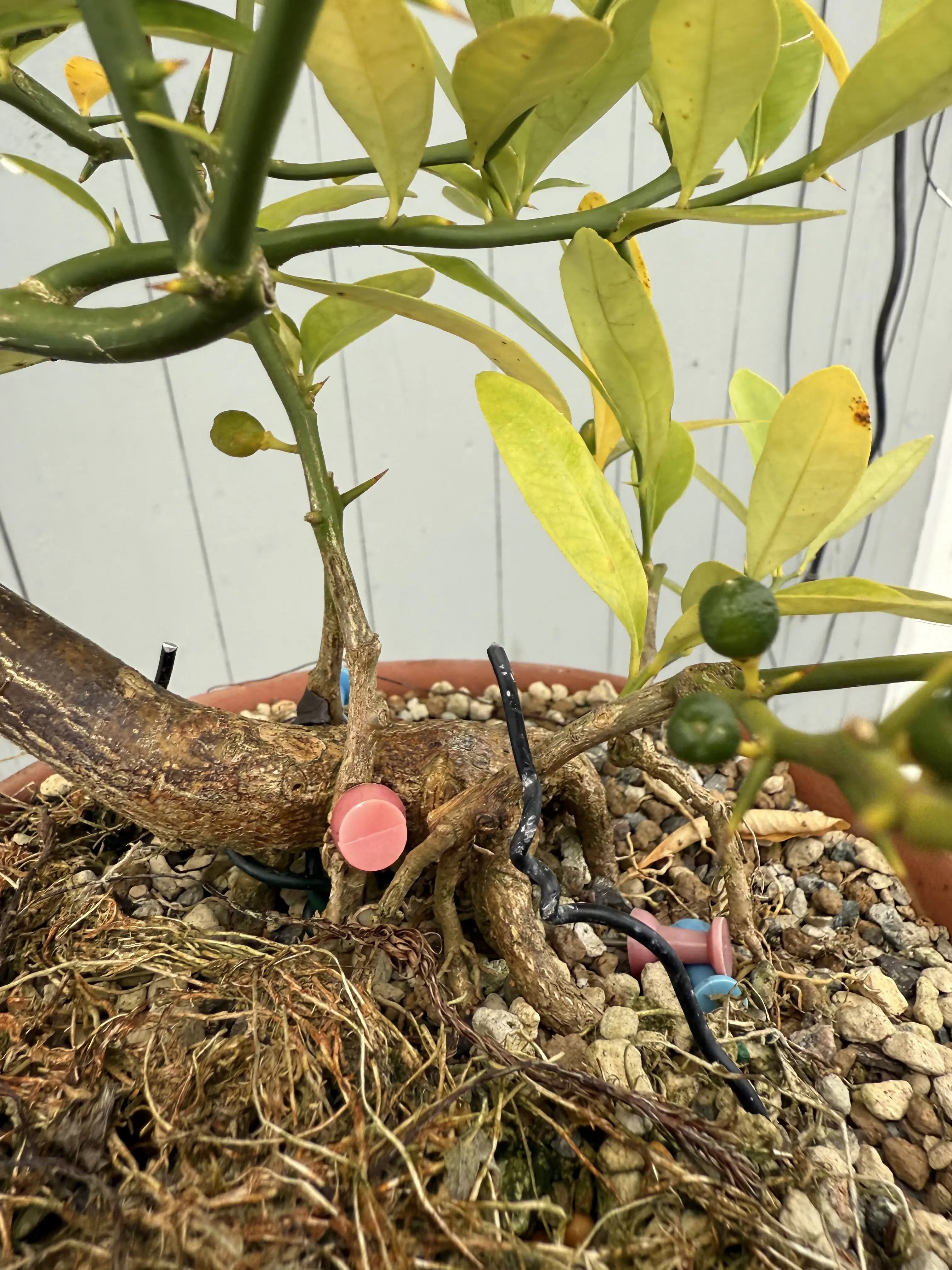 Fortunella hindsii #1 Canada Bonsai