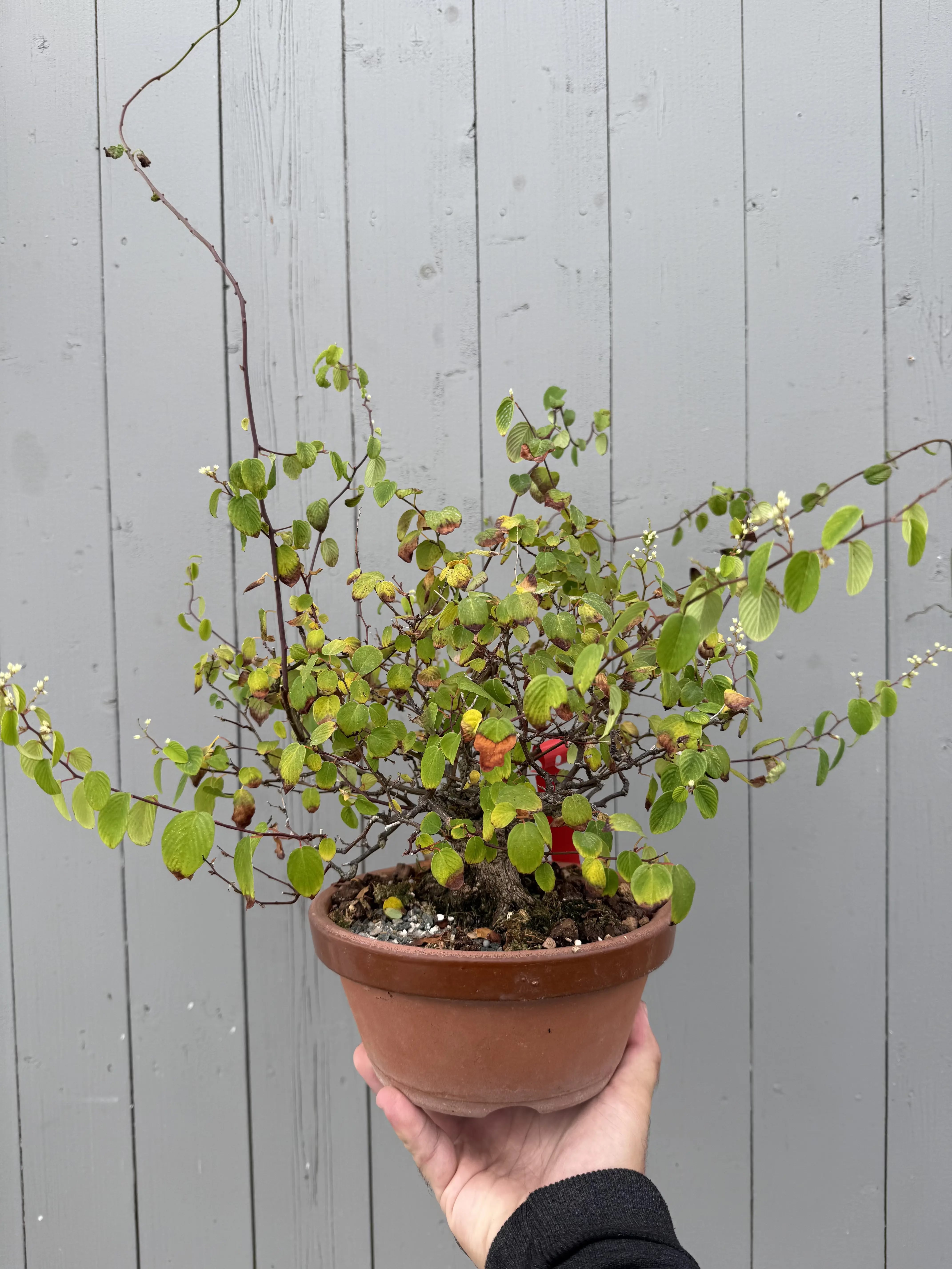 Berchemia racemosa Canada Bonsai