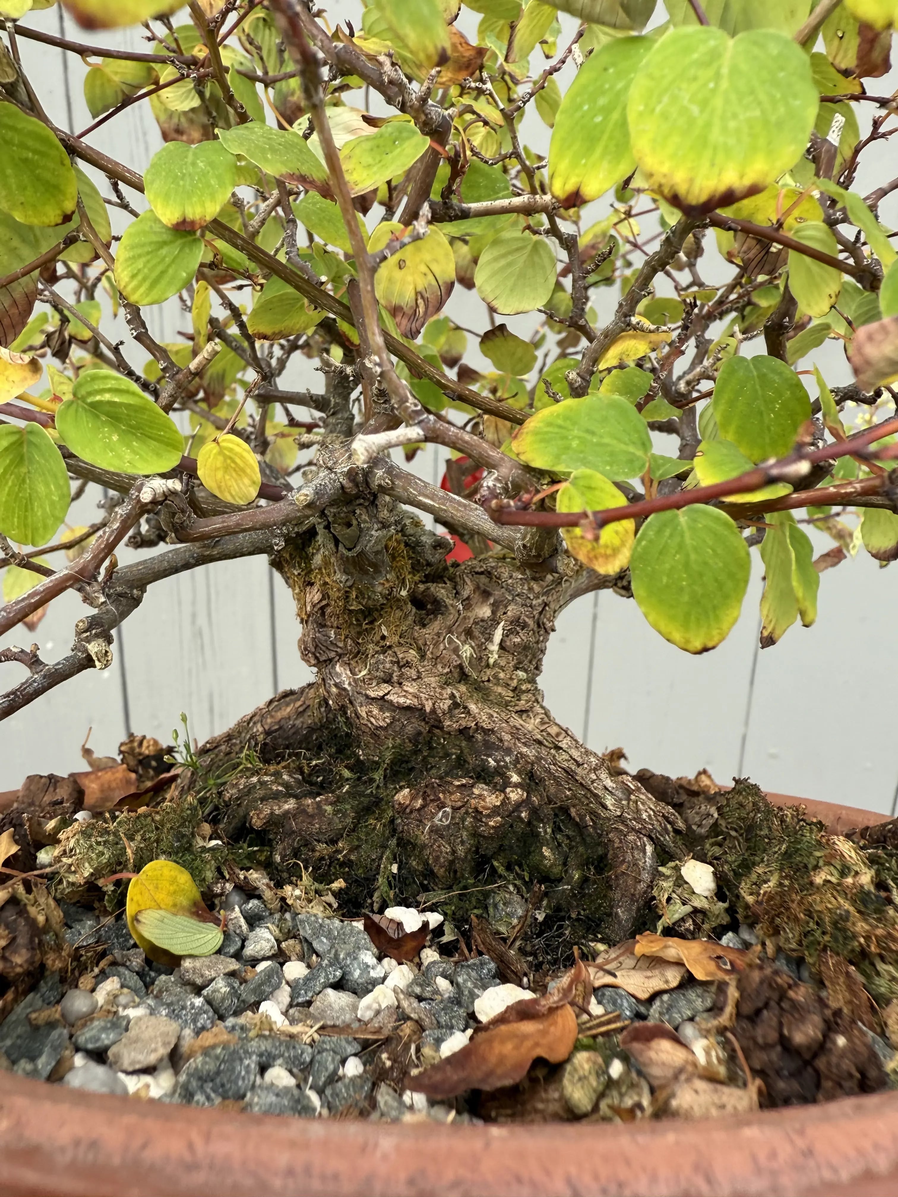 Berchemia racemosa Canada Bonsai