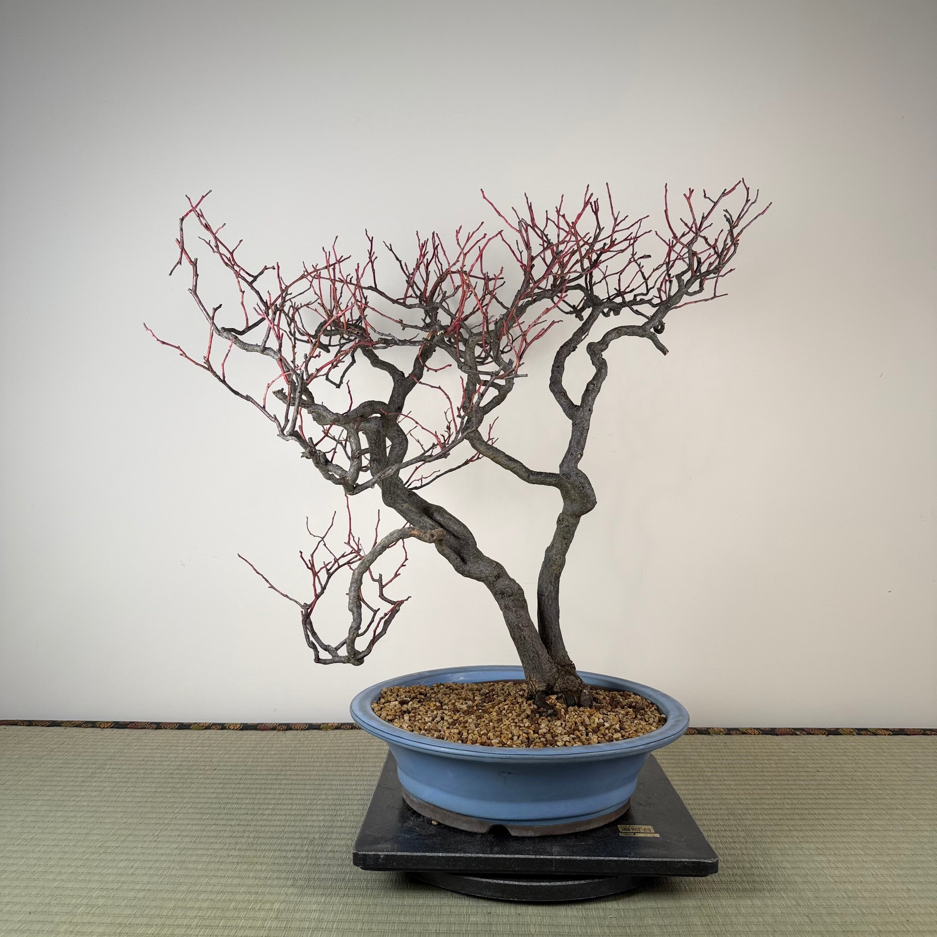 Itea japonica