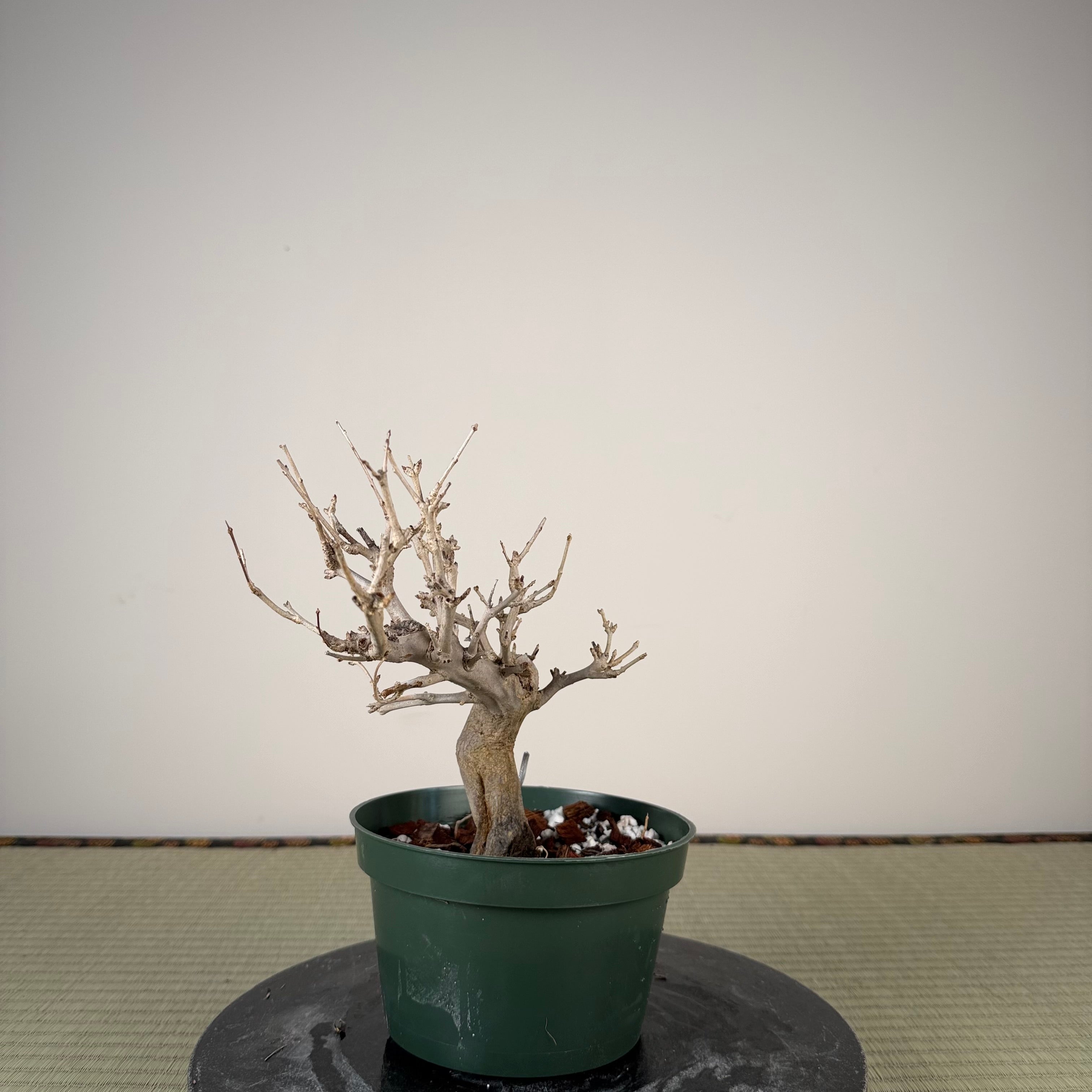 Punica granatum