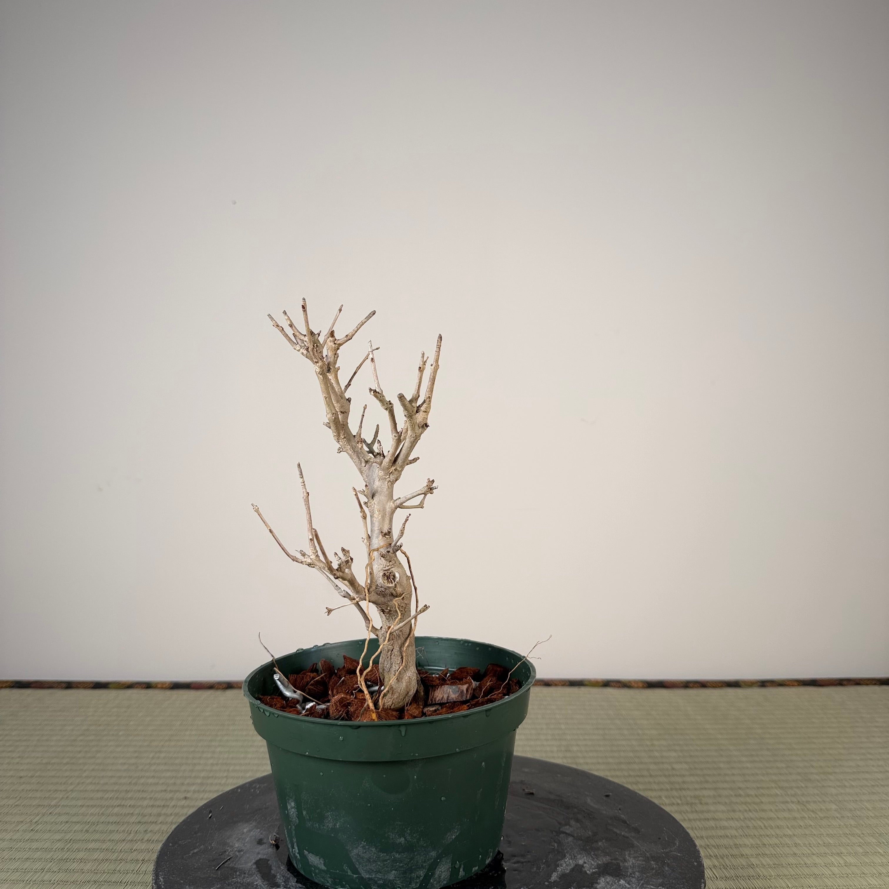 Punica granatum