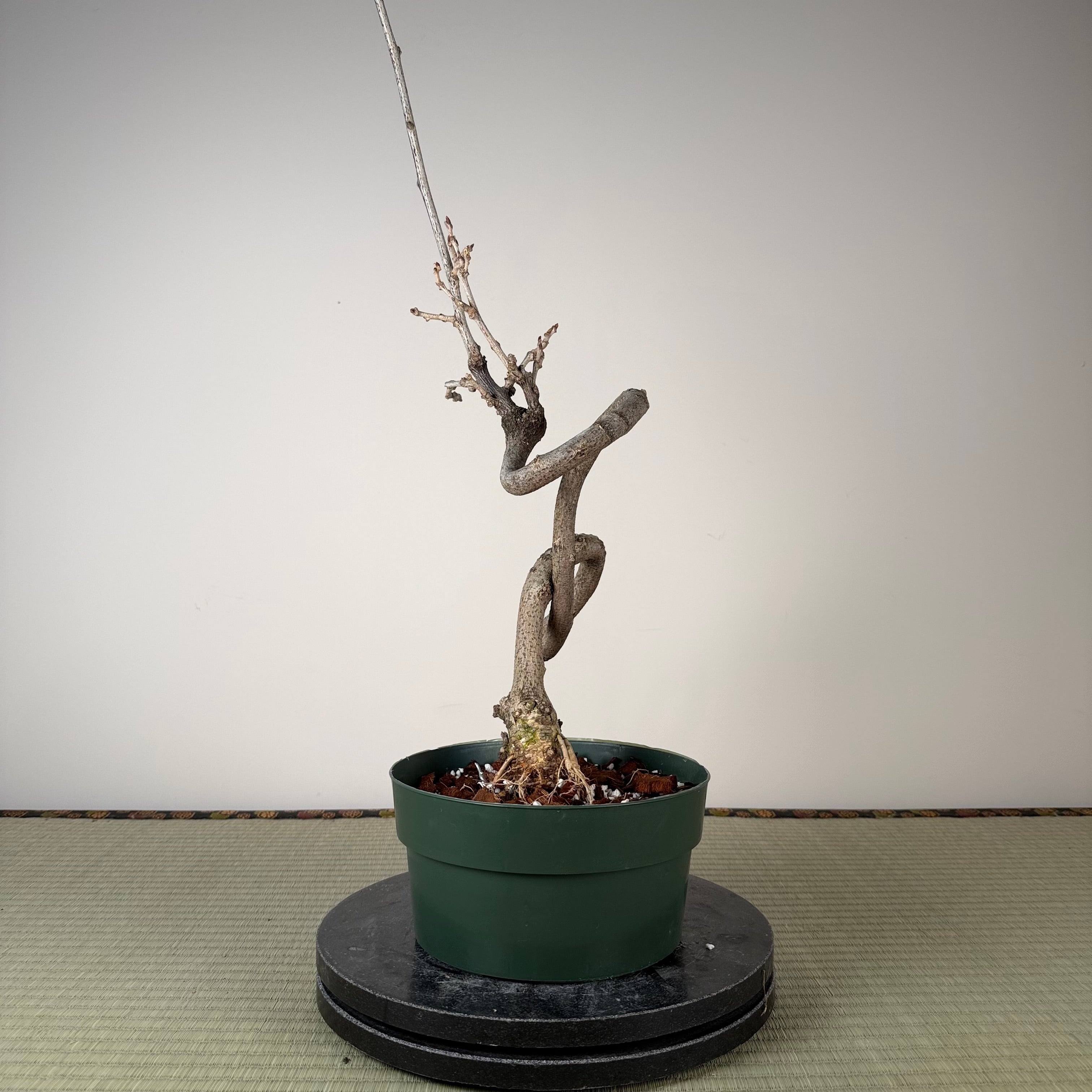 Wisteria floribunda