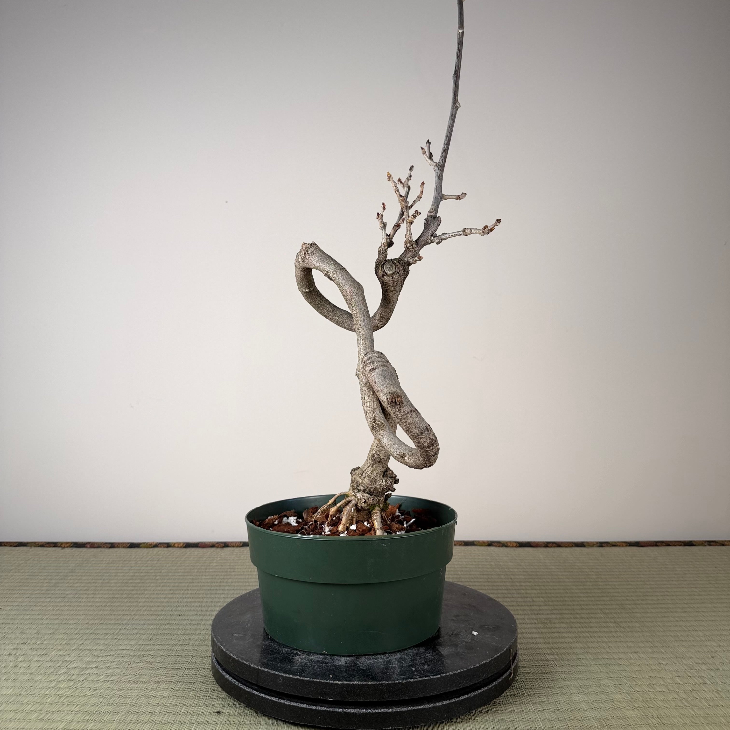 Wisteria floribunda