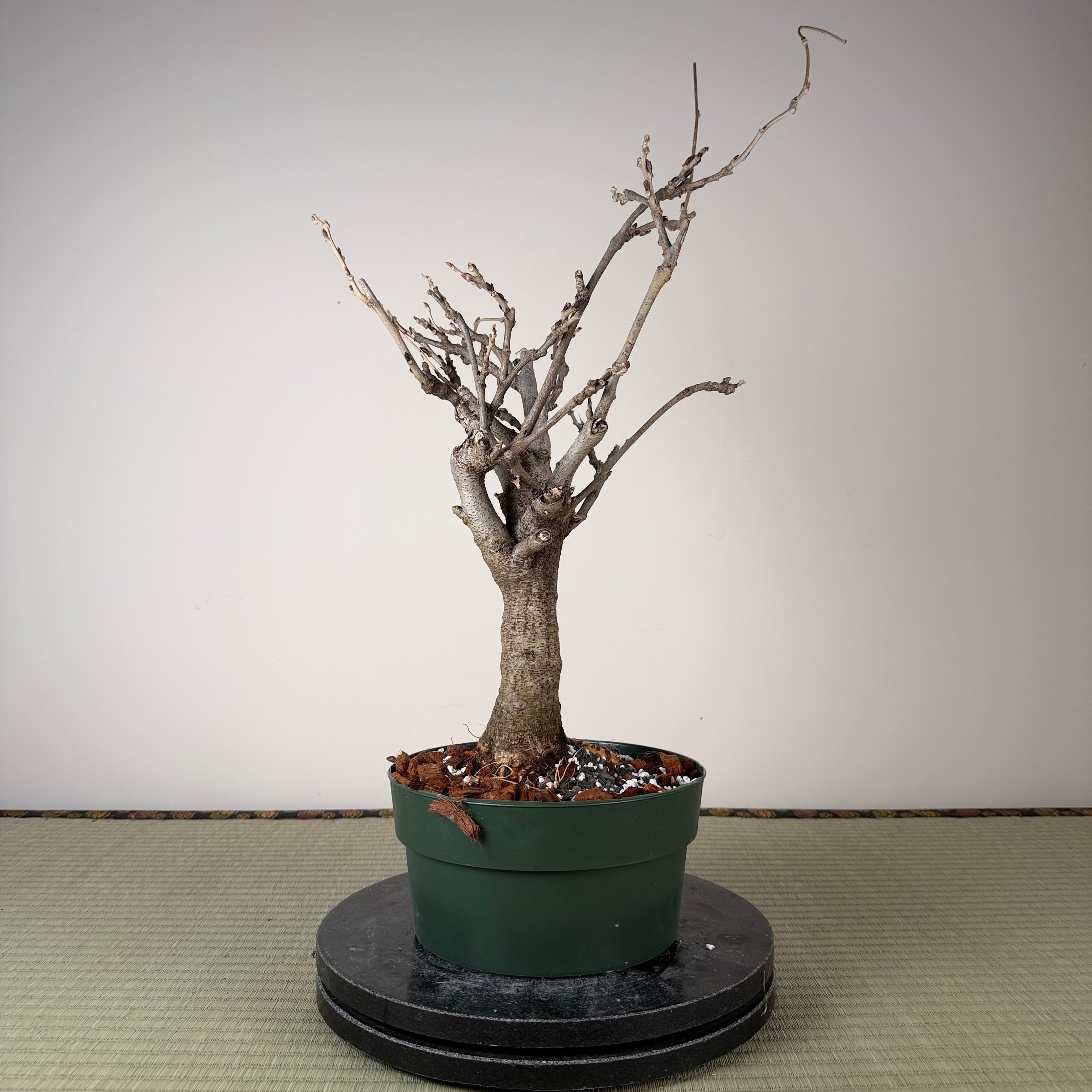 Wisteria floribunda