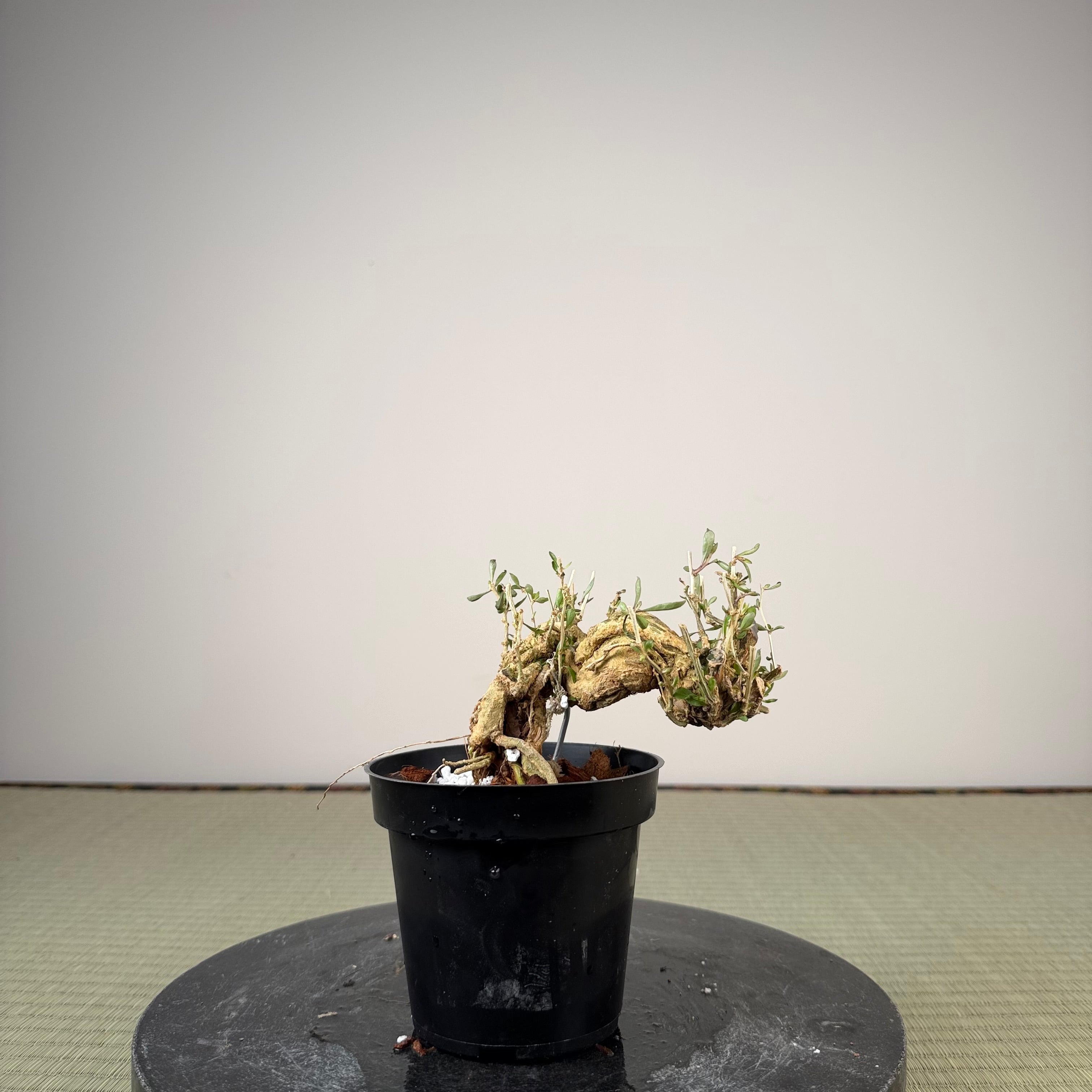 Lycium chinense (au choix du chef)
