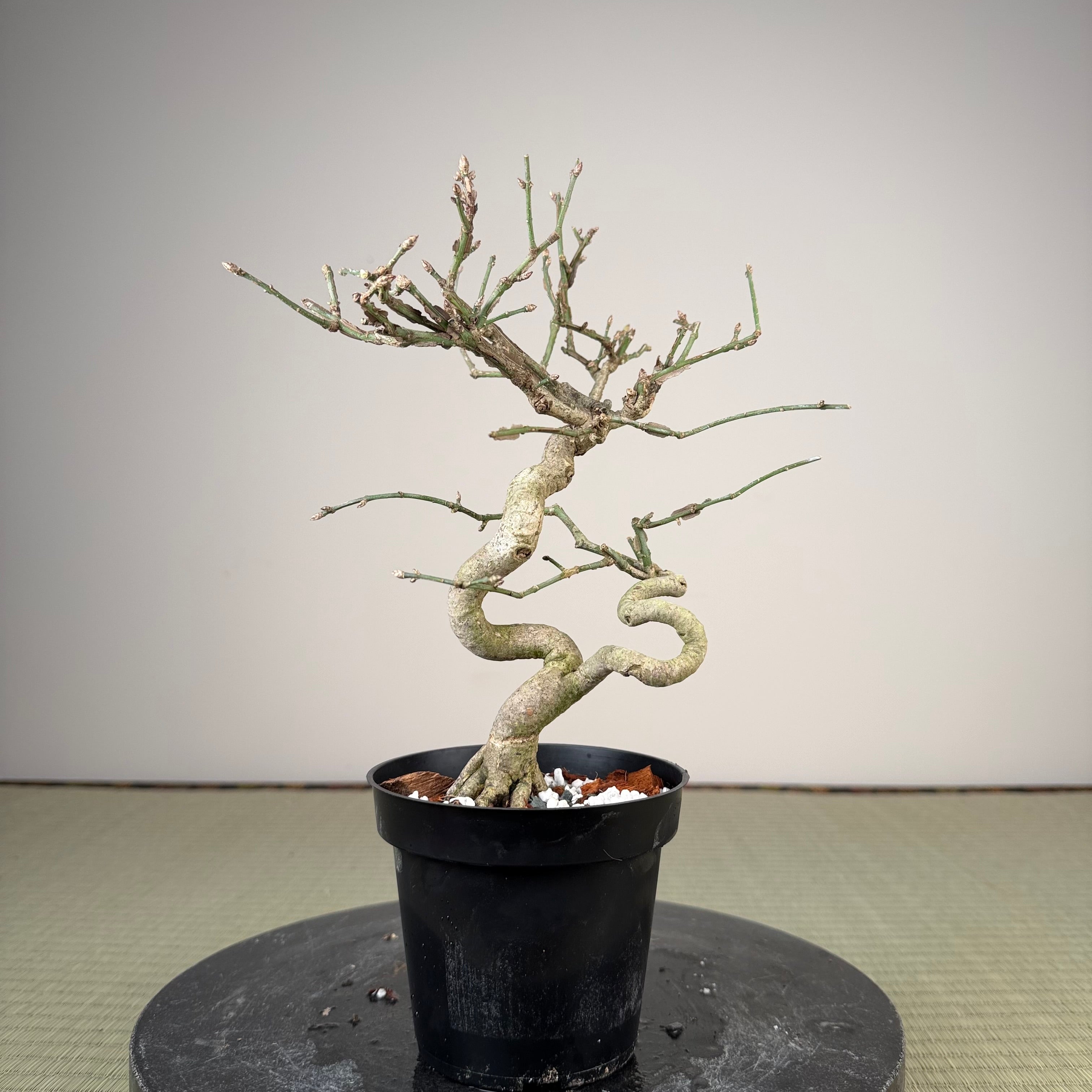 Euonymus