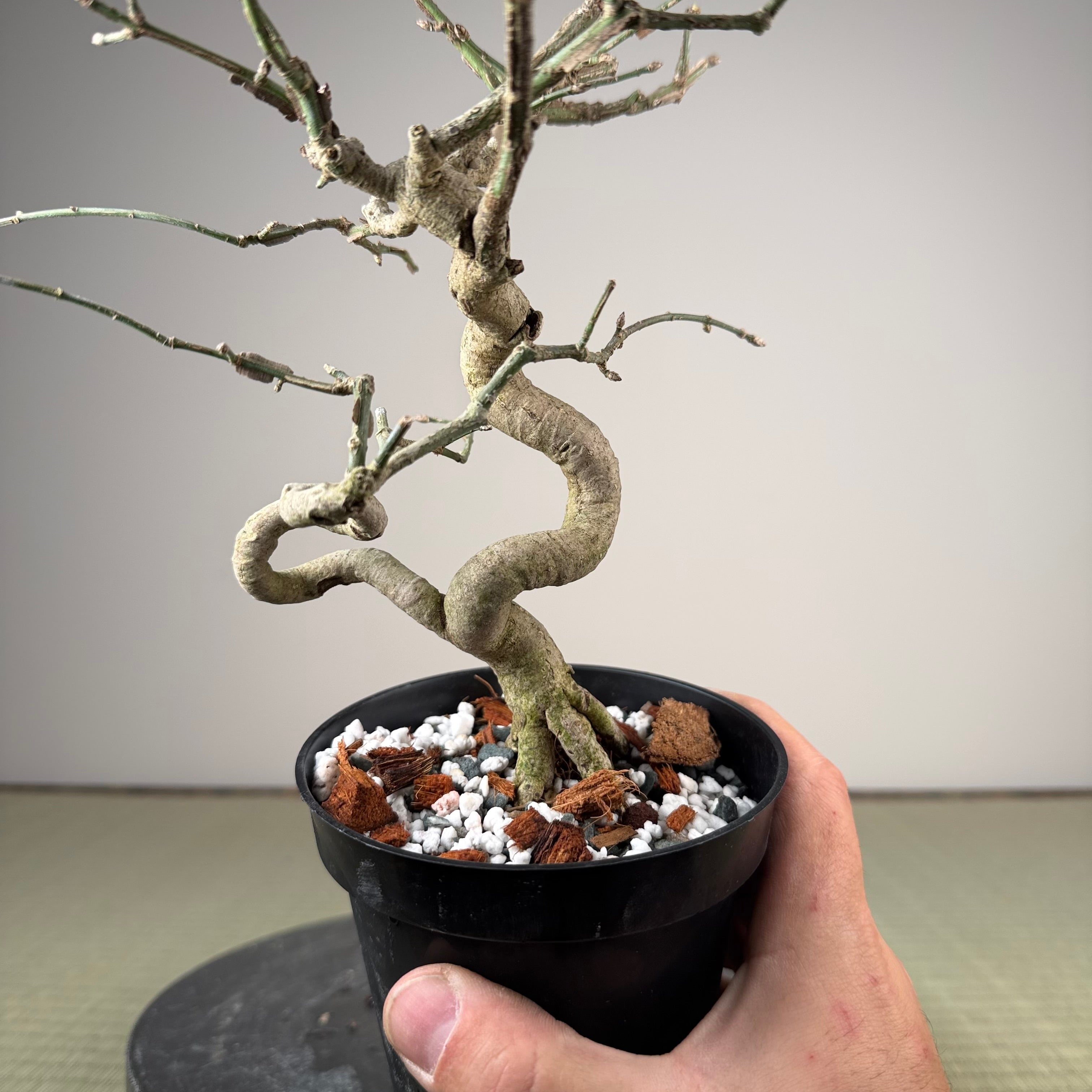 Euonymus