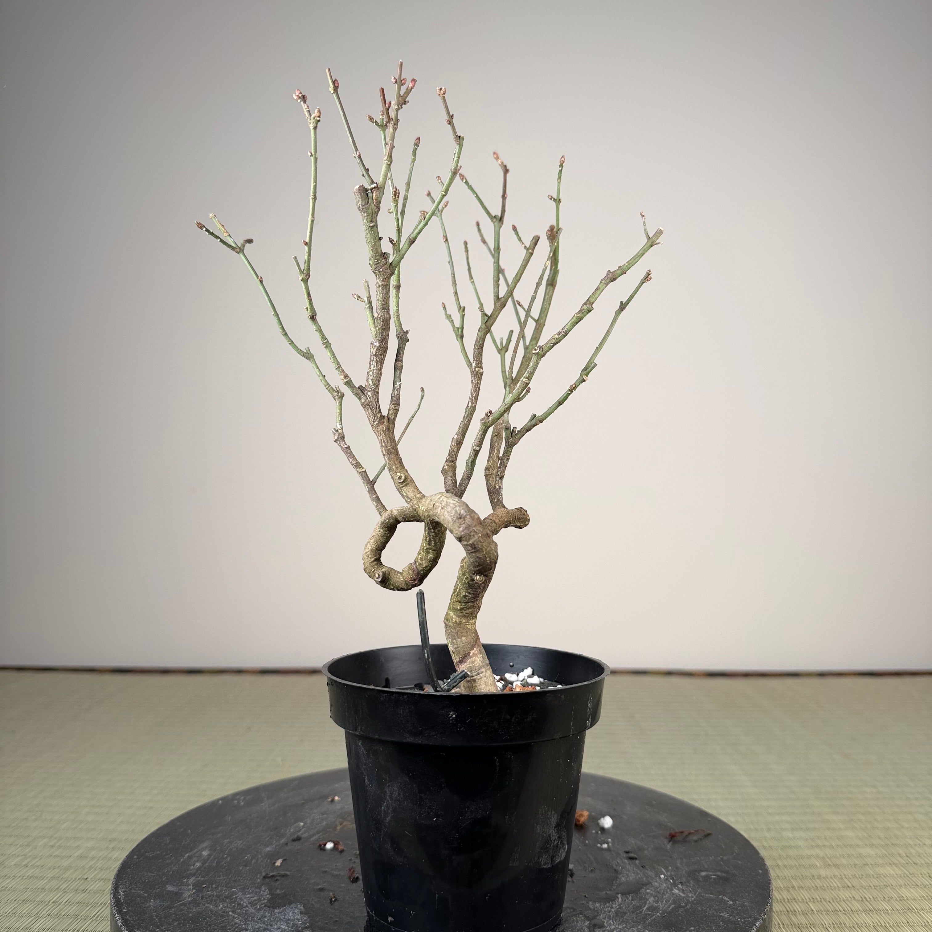 Euonymus