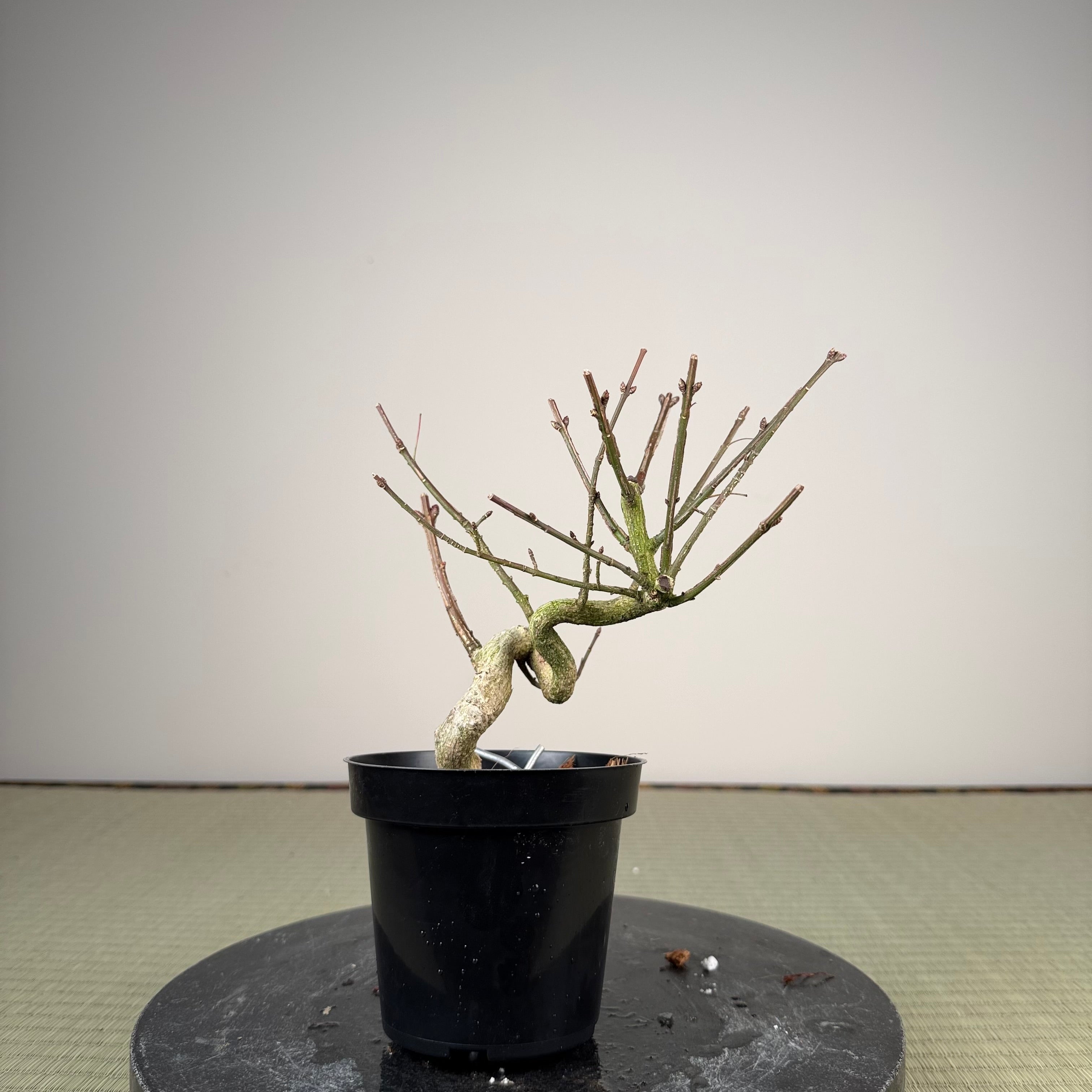Euonymus