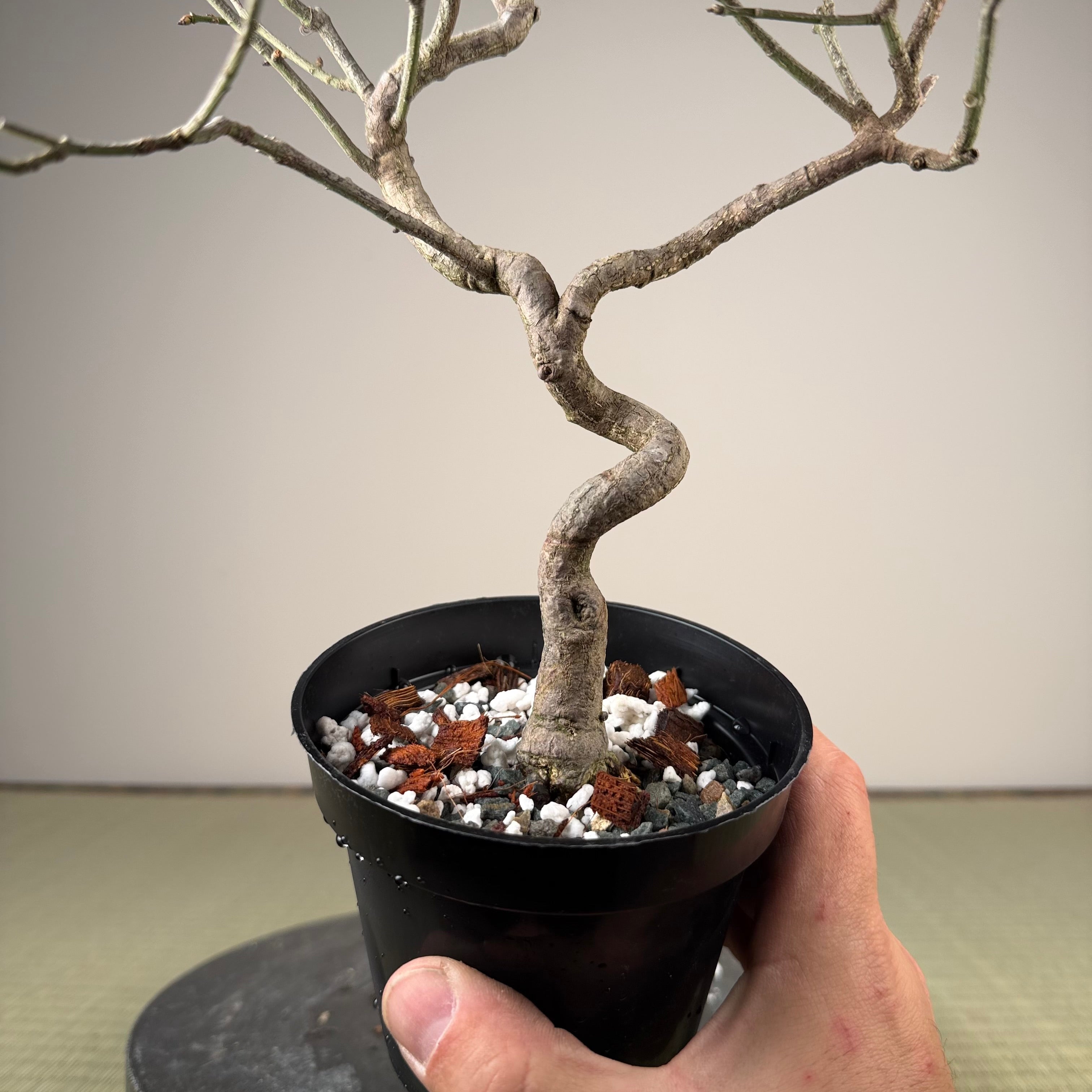 Euonymus
