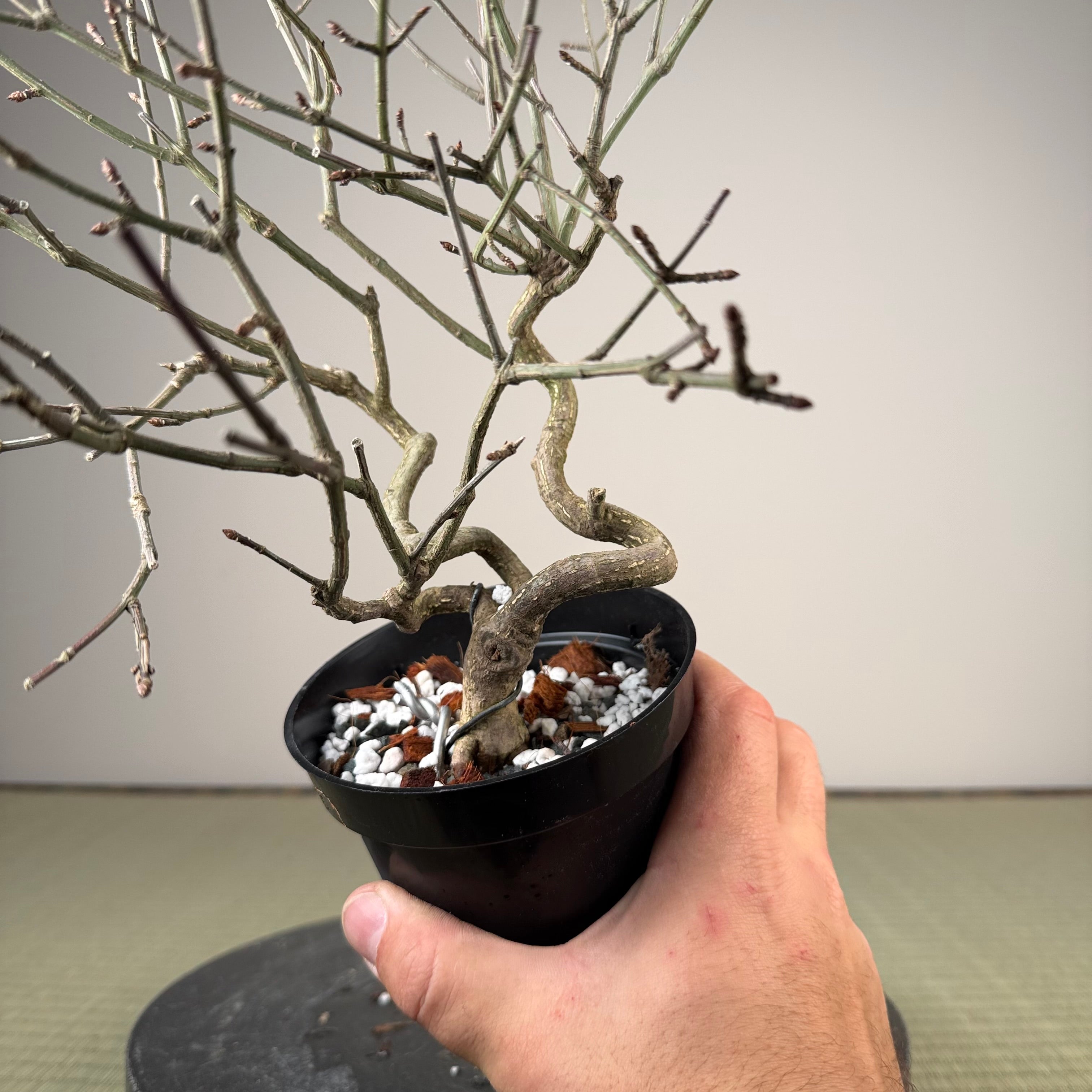 Euonymus