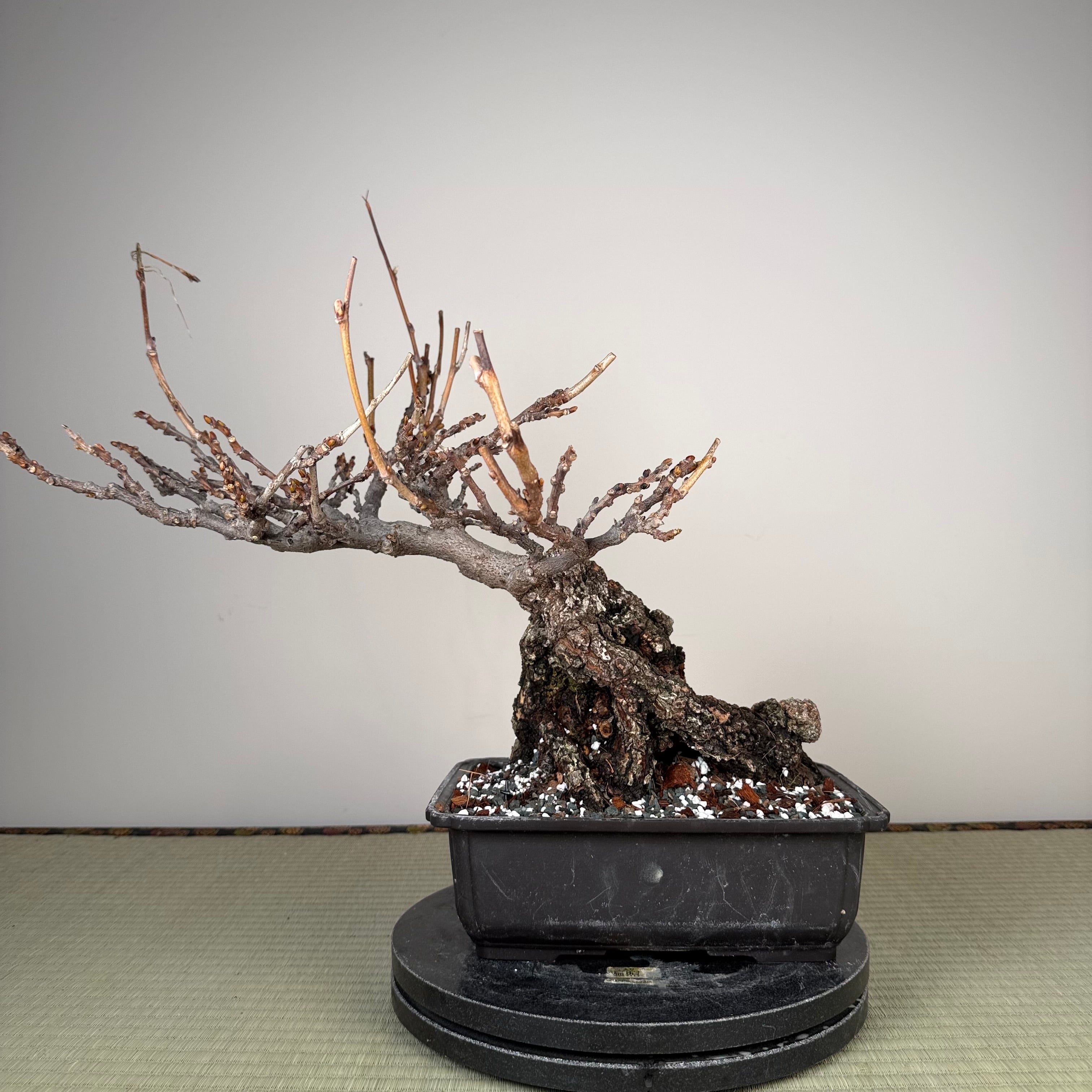 Wisteria floribunda