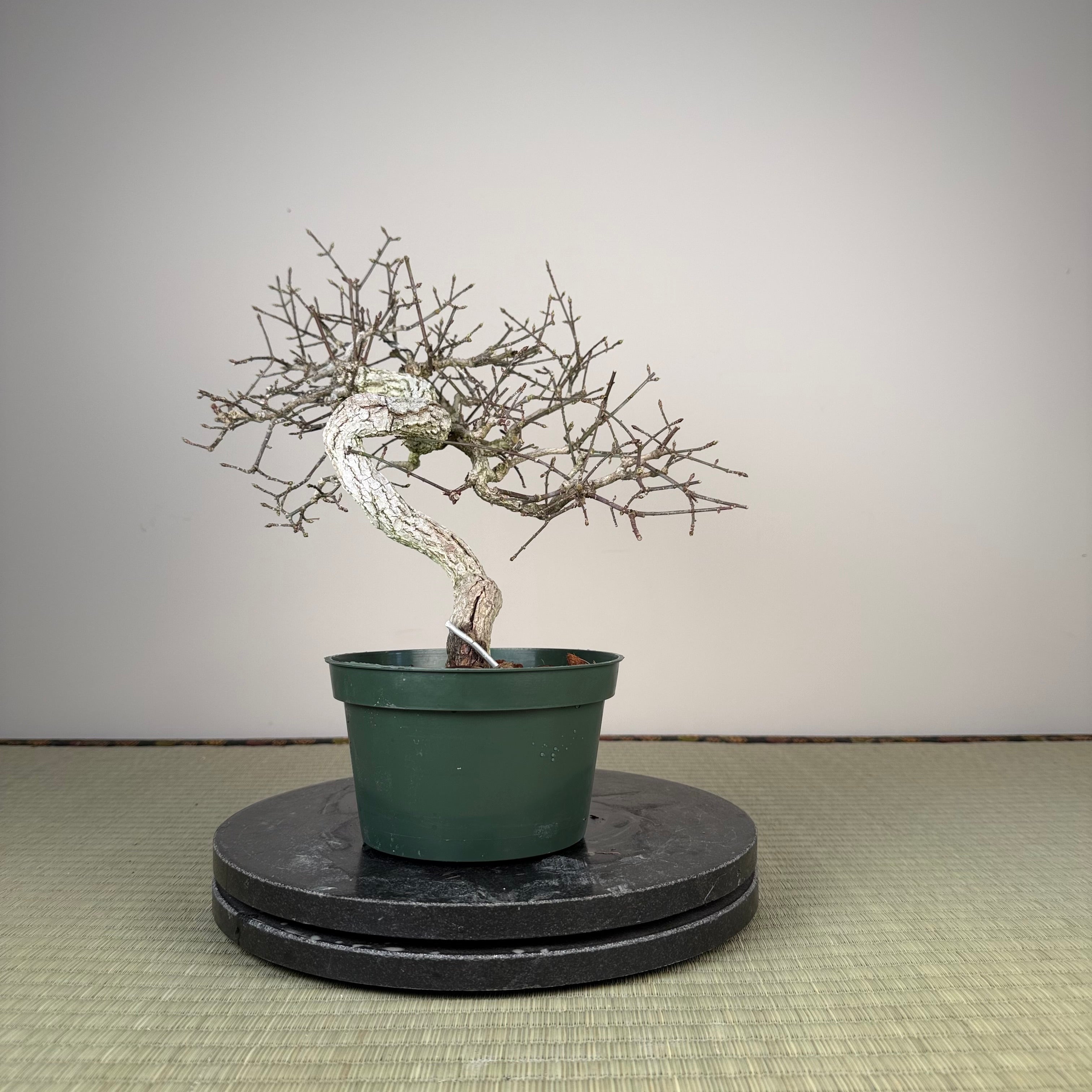 Euonymus