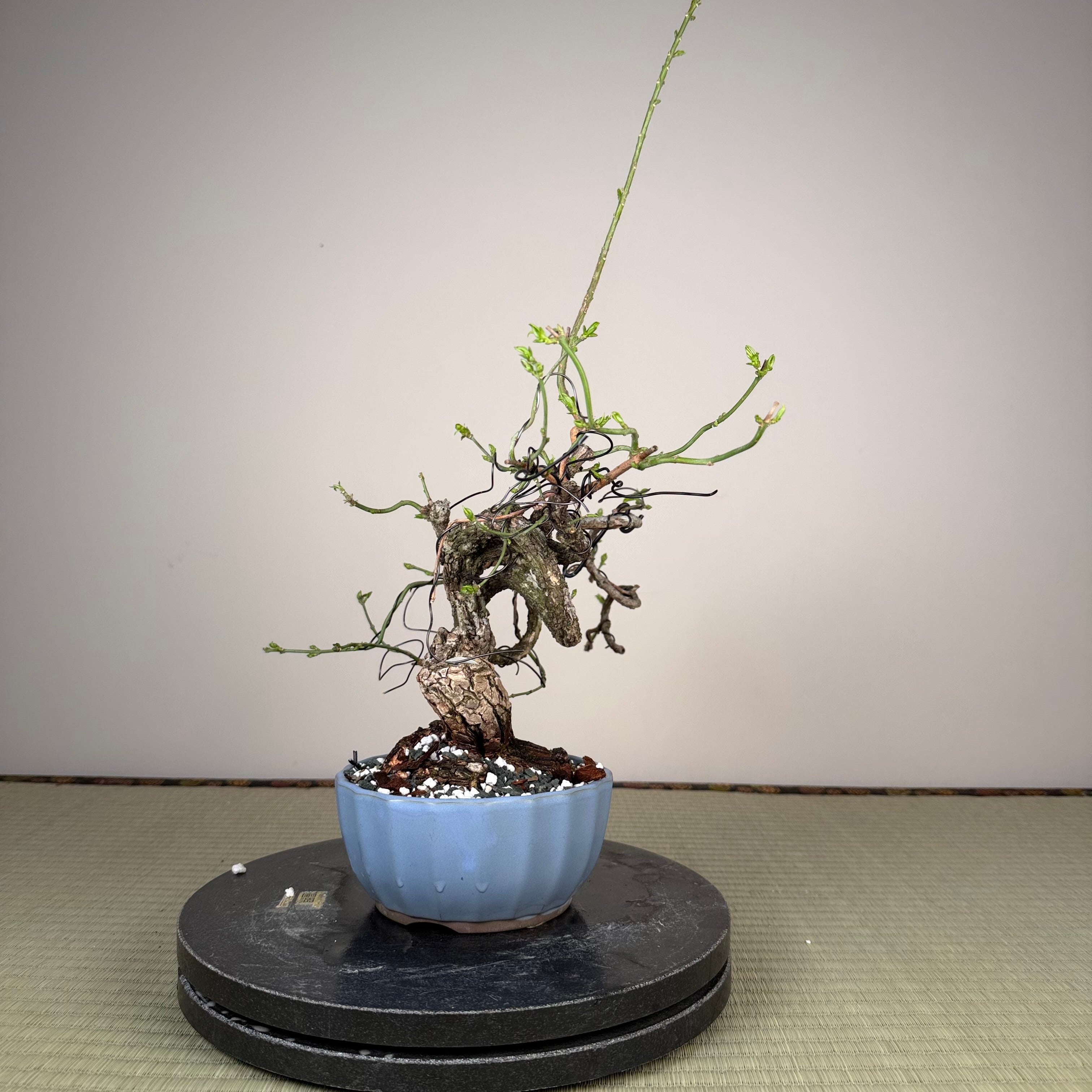 Euonymus