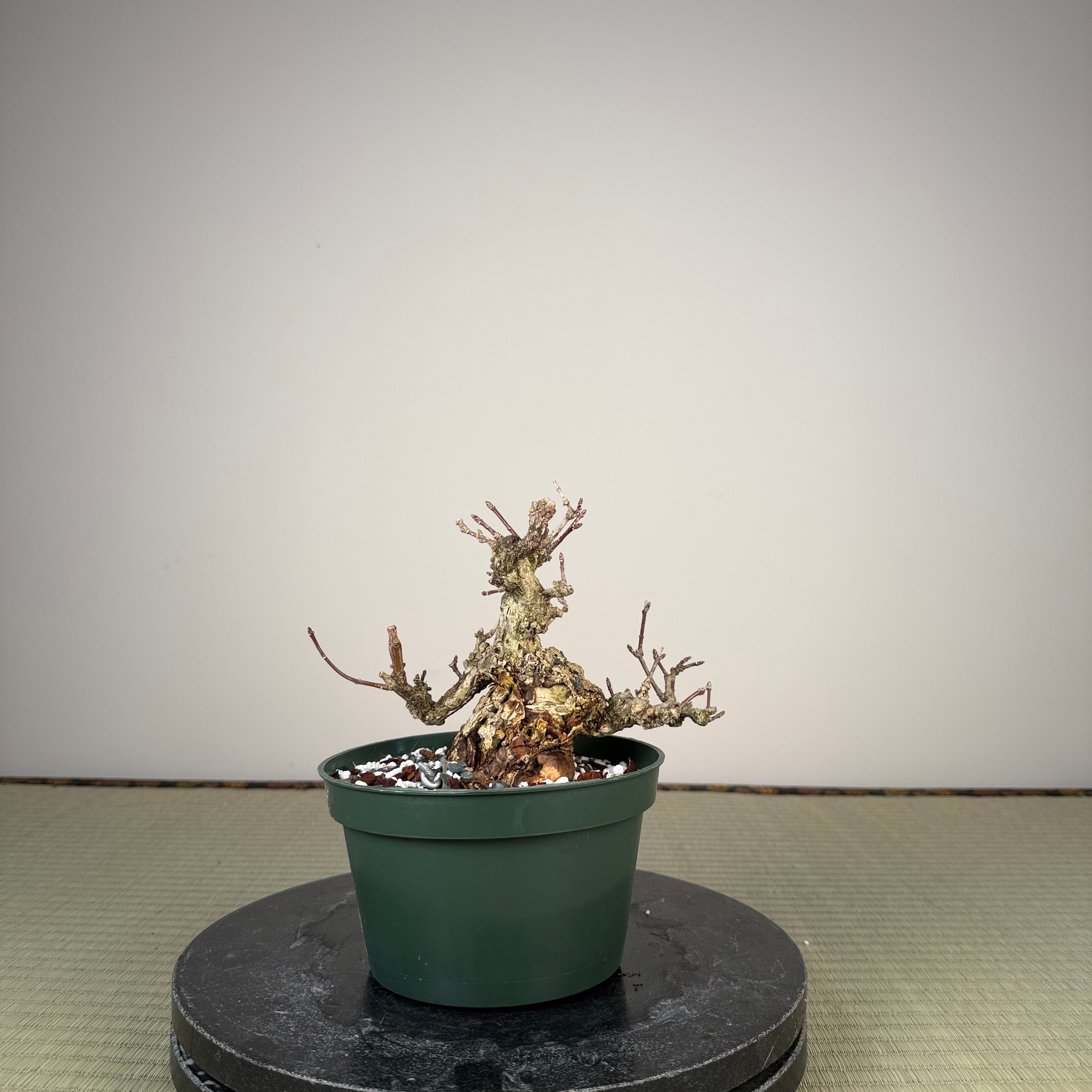 Euonymus