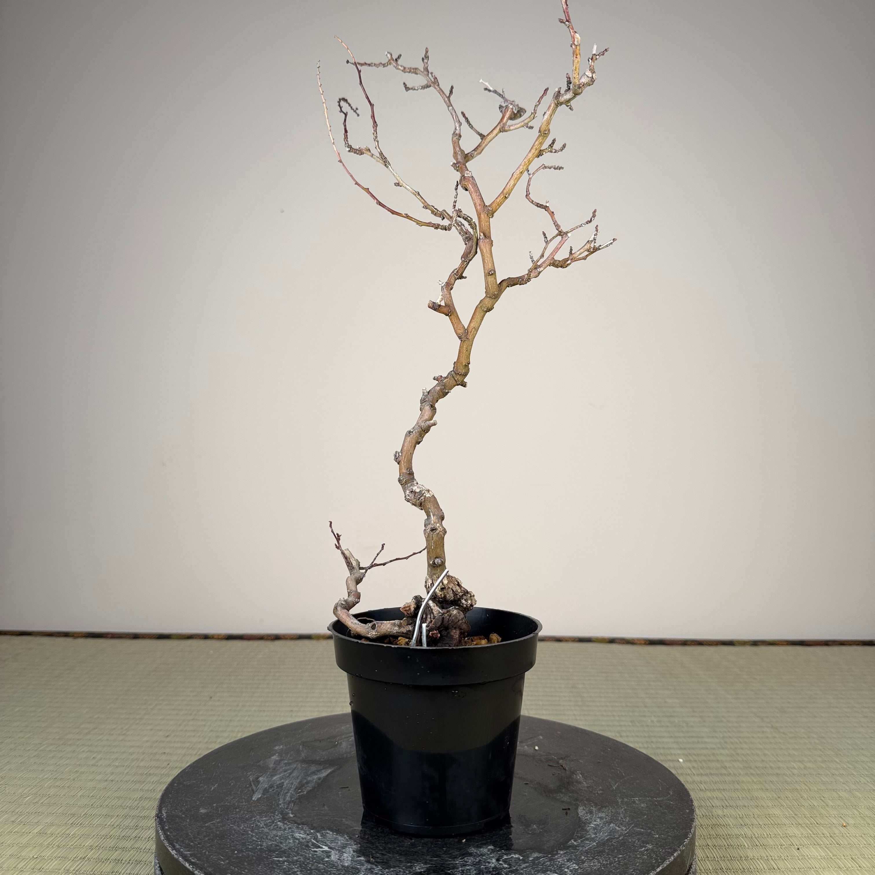 Berchemia racemosa
