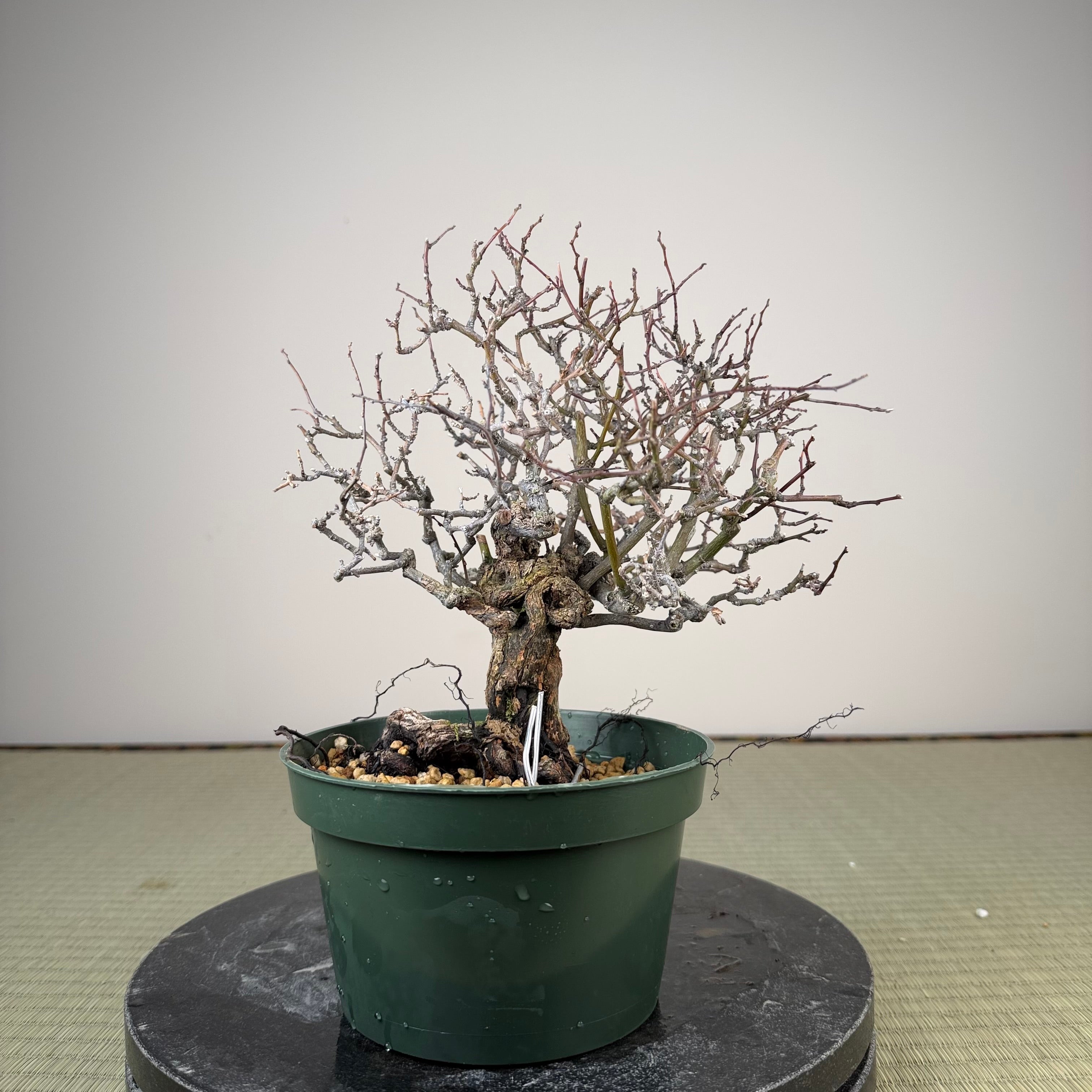 Berchemia racemosa