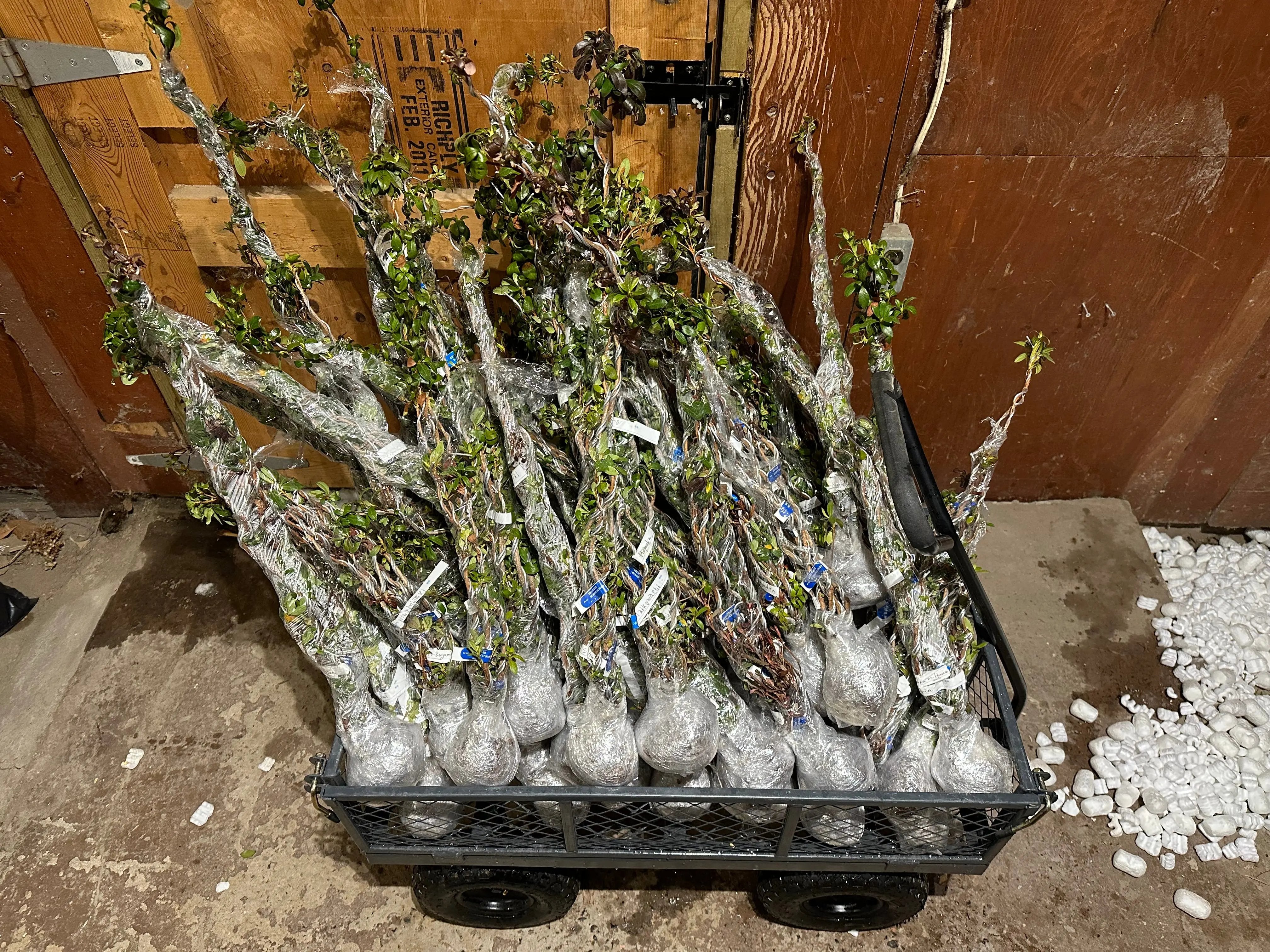 Satsuki Azalea (chef's choice!) Canada Bonsai