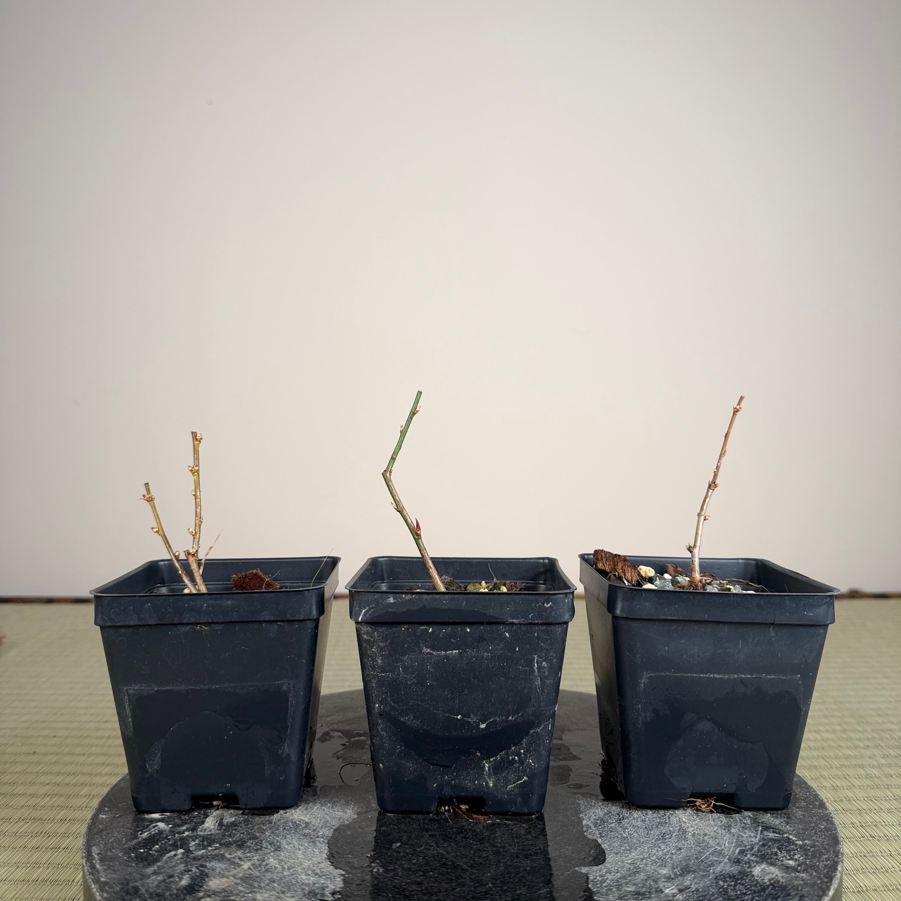 Prunus mume (en fleurs ; taille 1)