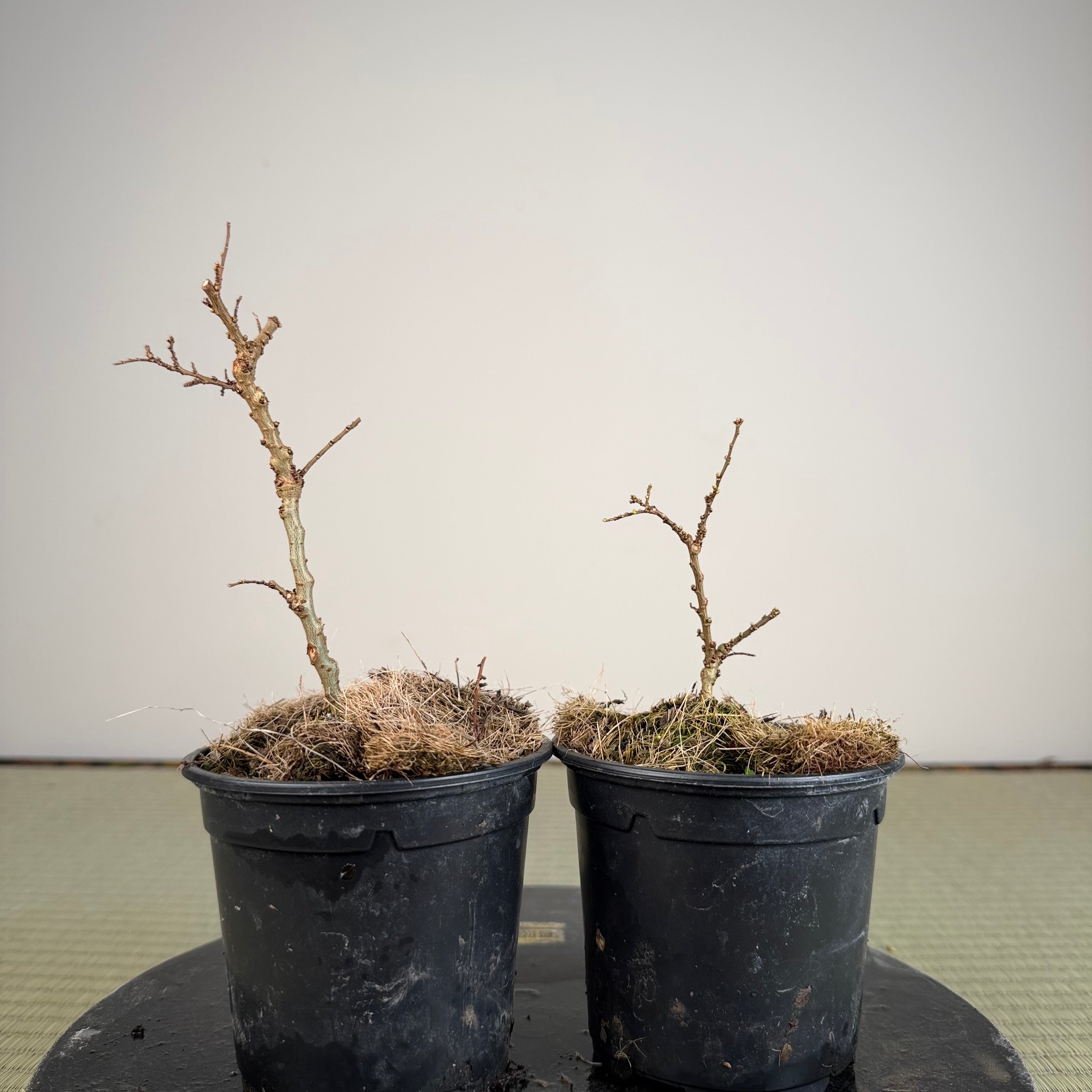 Orme de Chine 'Seiju'