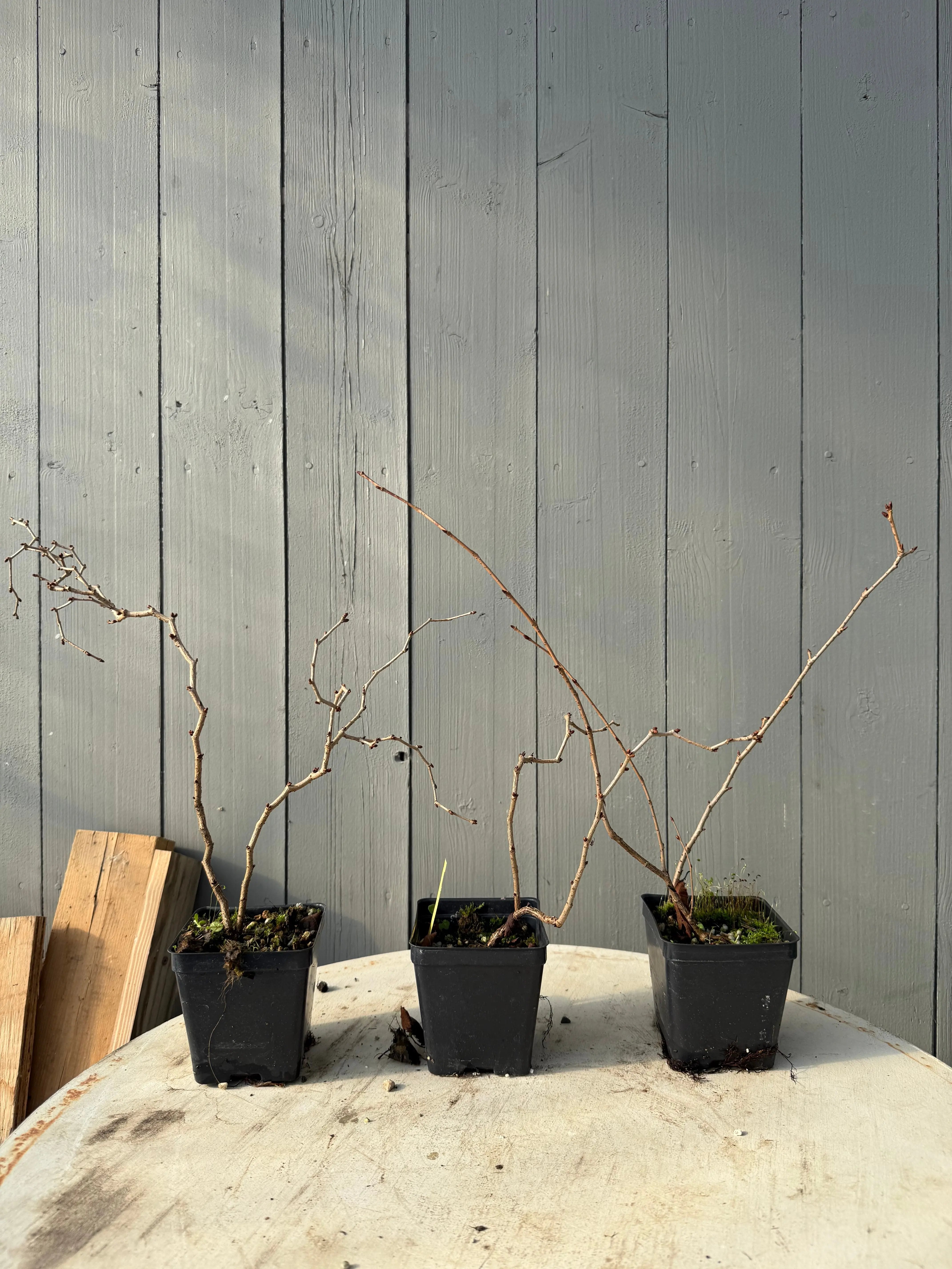 Prunus incisa Canada Bonsai