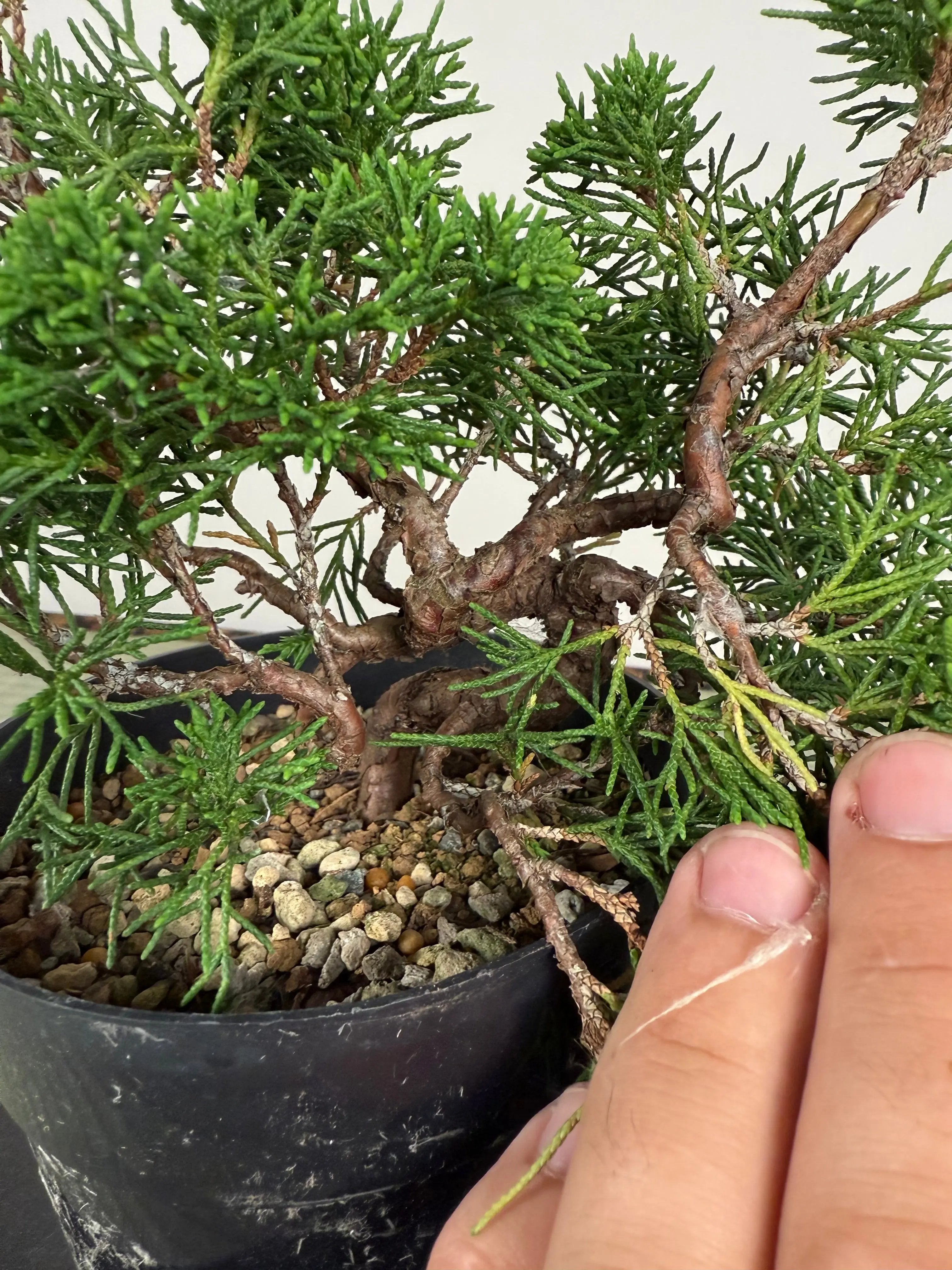Juniperus chinensis Itoigawa Canada Bonsai