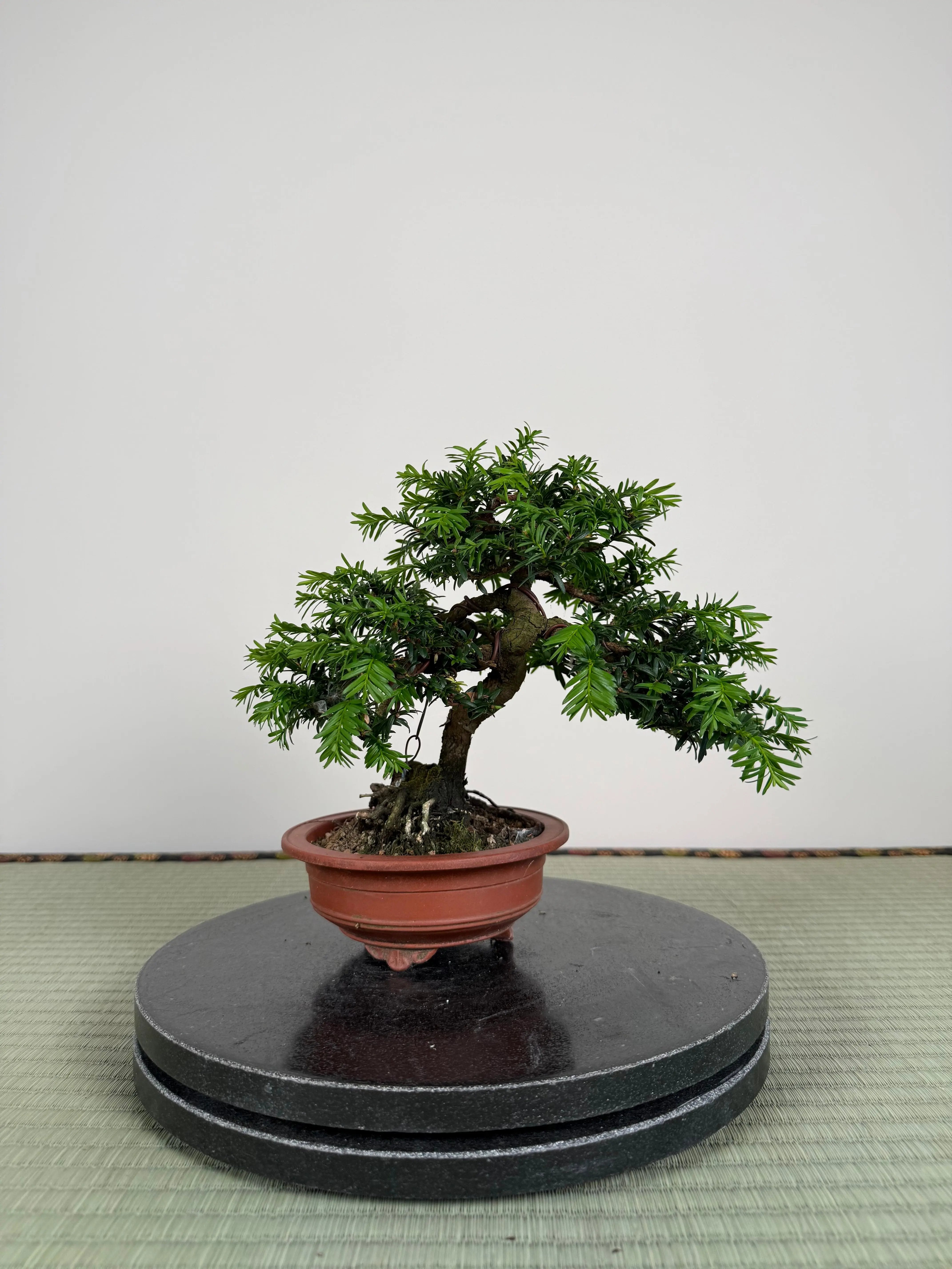 Taxus Canada Bonsai