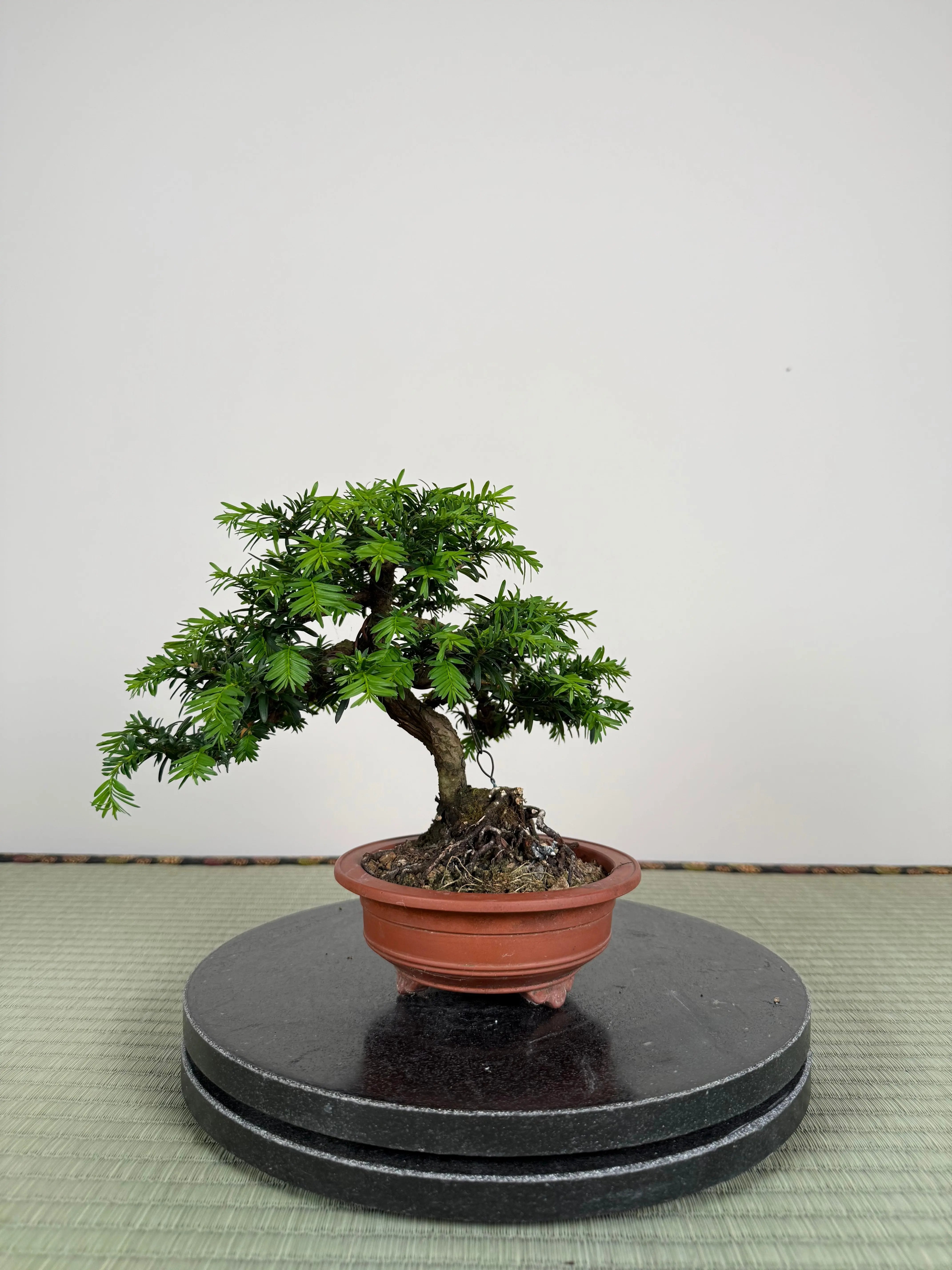 Taxus Canada Bonsai