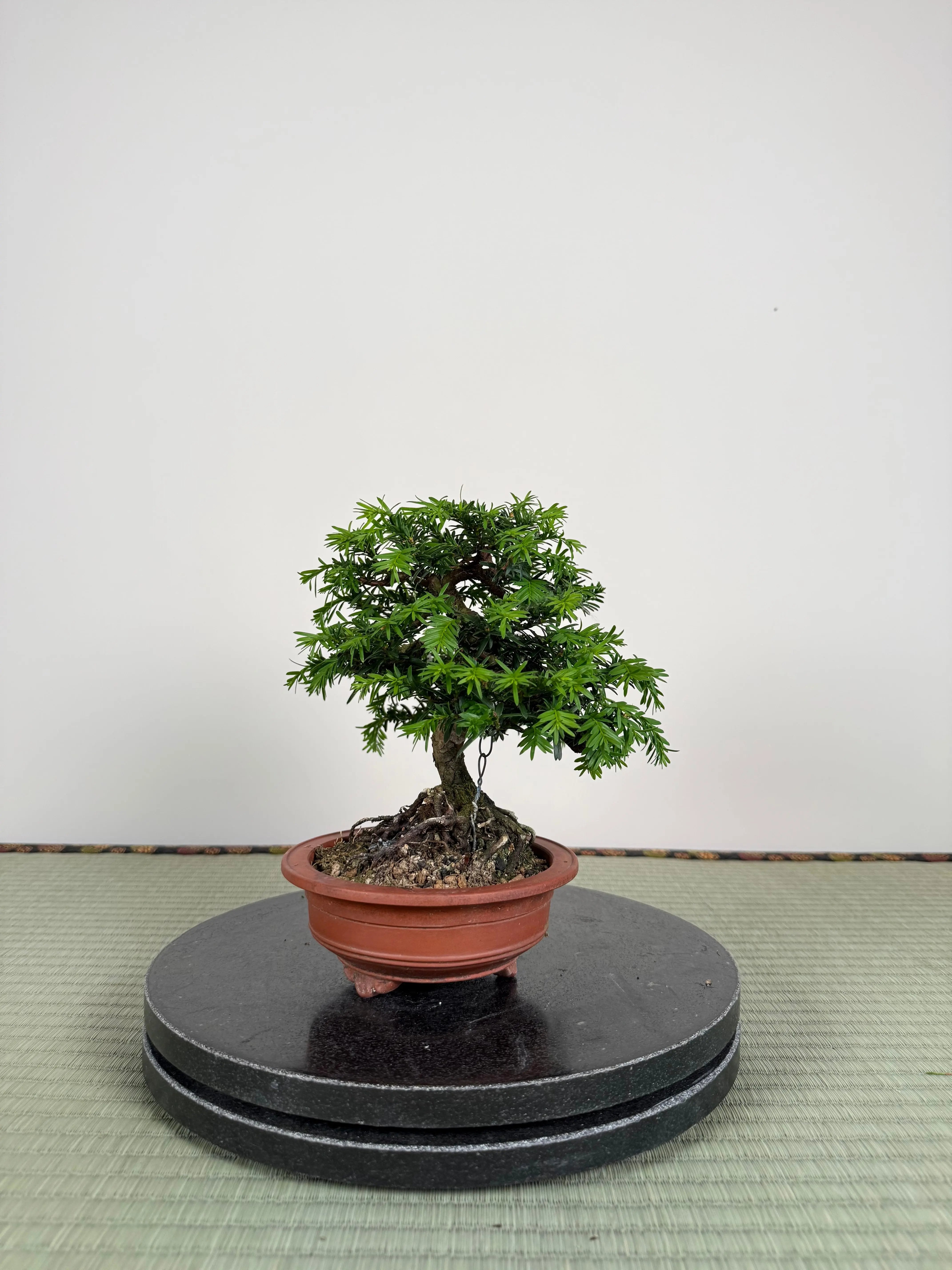 Taxus Canada Bonsai