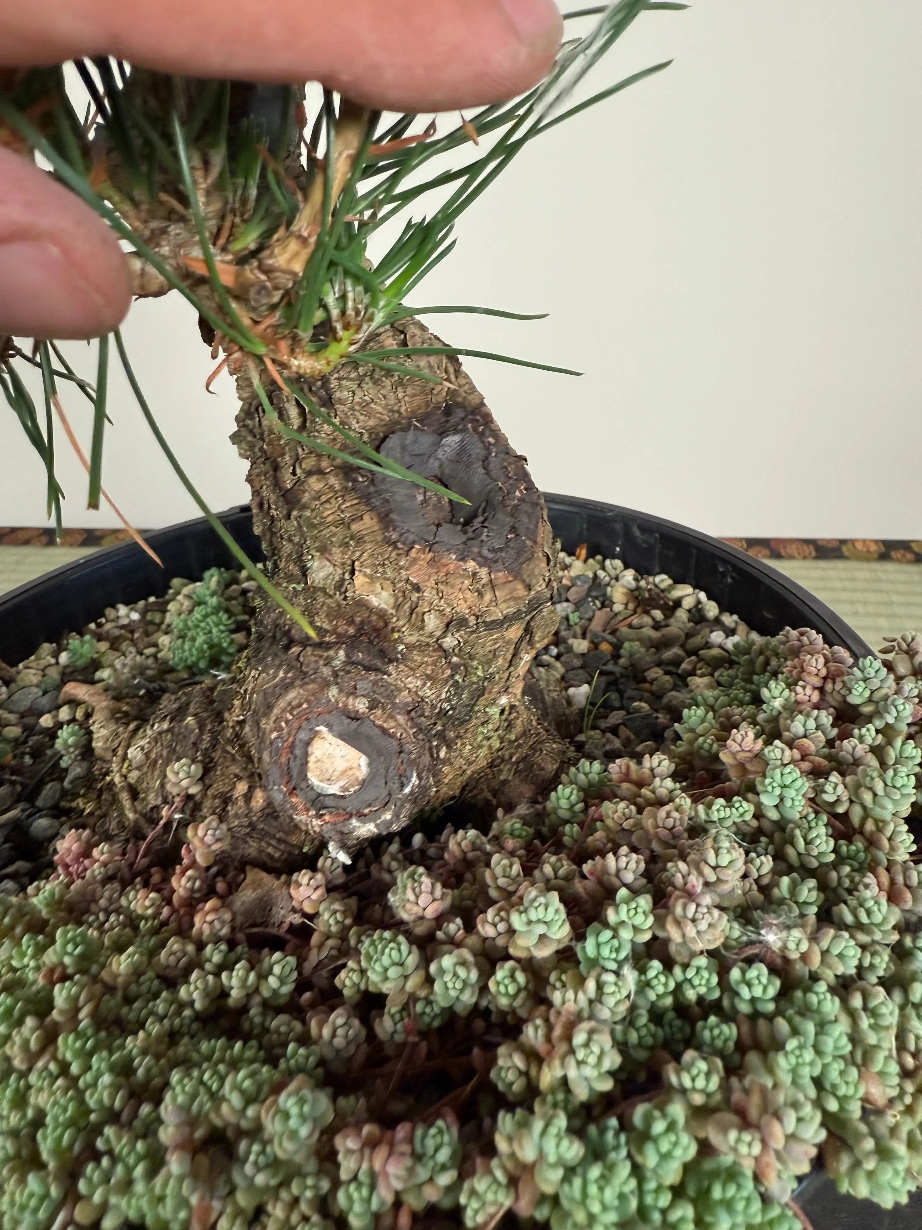 Pinus thunbergii Canada Bonsai