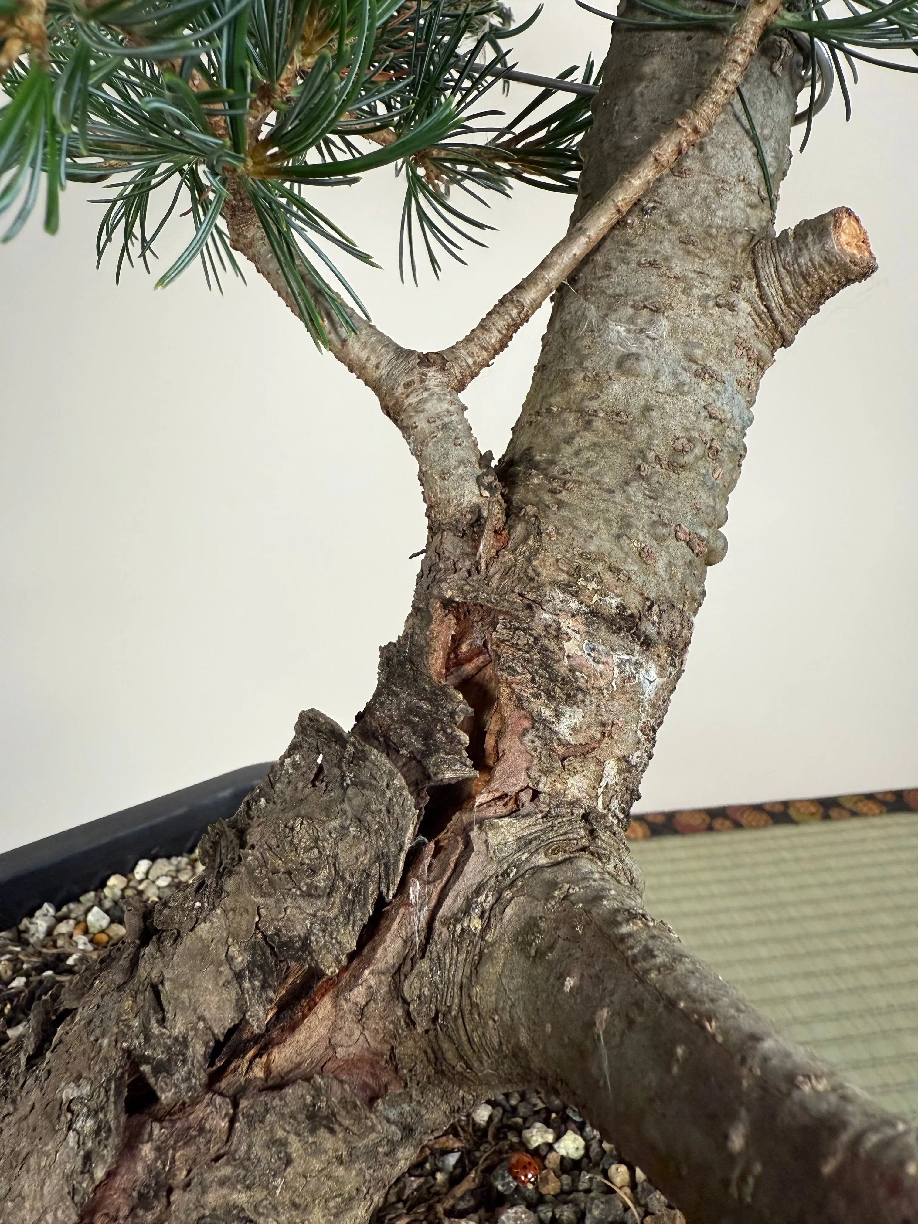 Pinus parviflora 'Kokonoe' Canada Bonsai