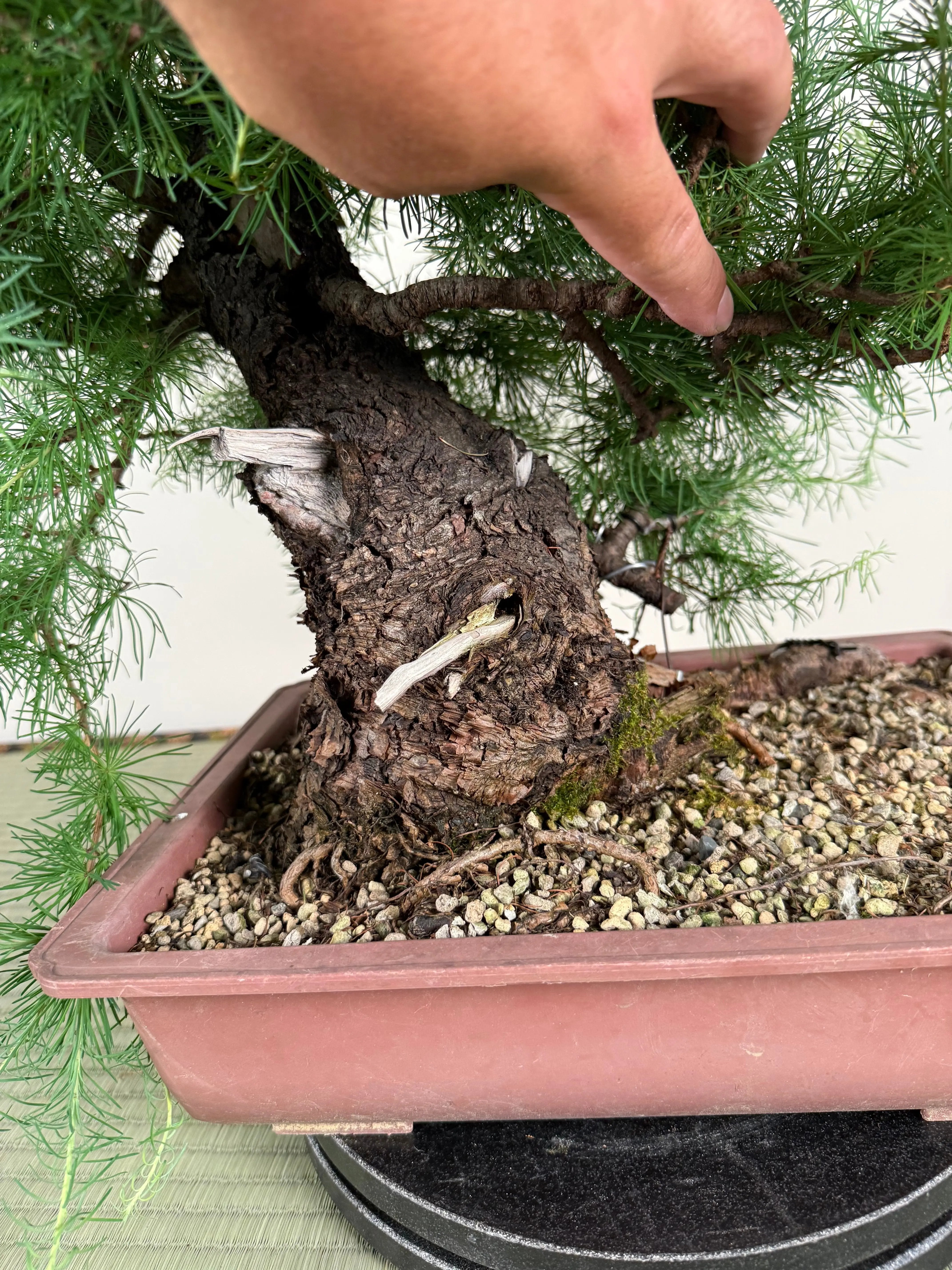 Larix Canada Bonsai