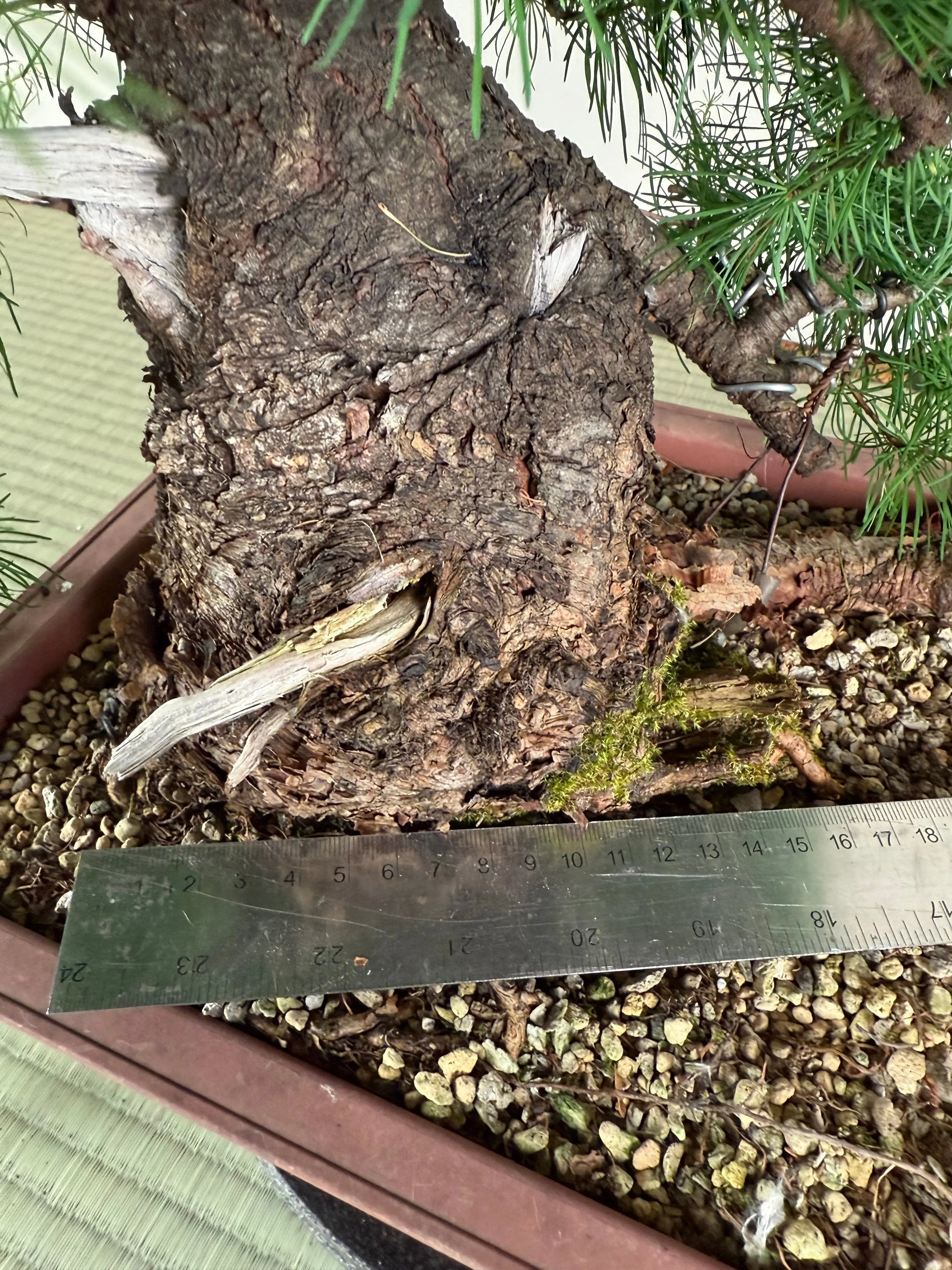 Larix Canada Bonsai