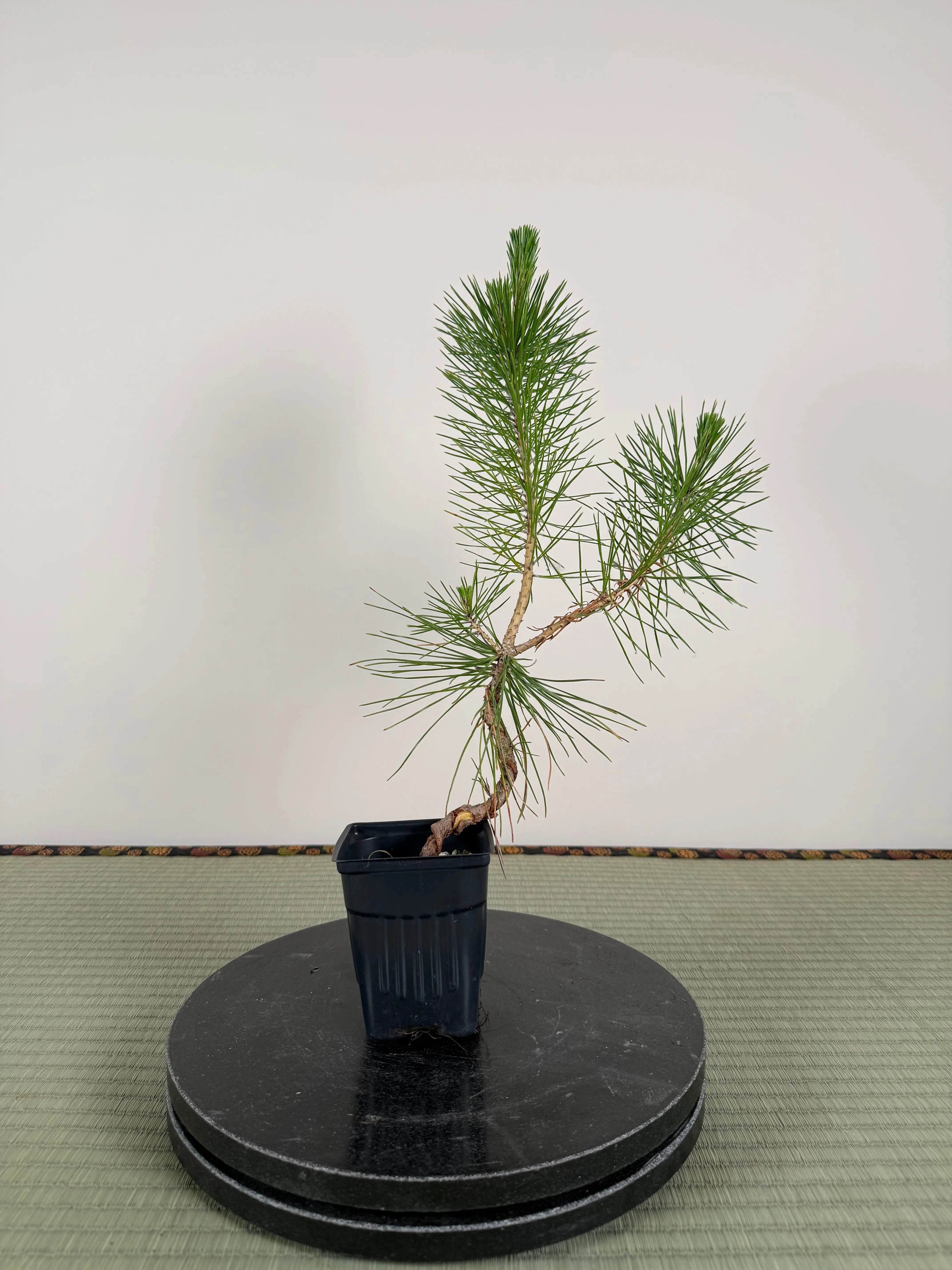 Pinus thunbergii (Wire Marks) Canada Bonsai