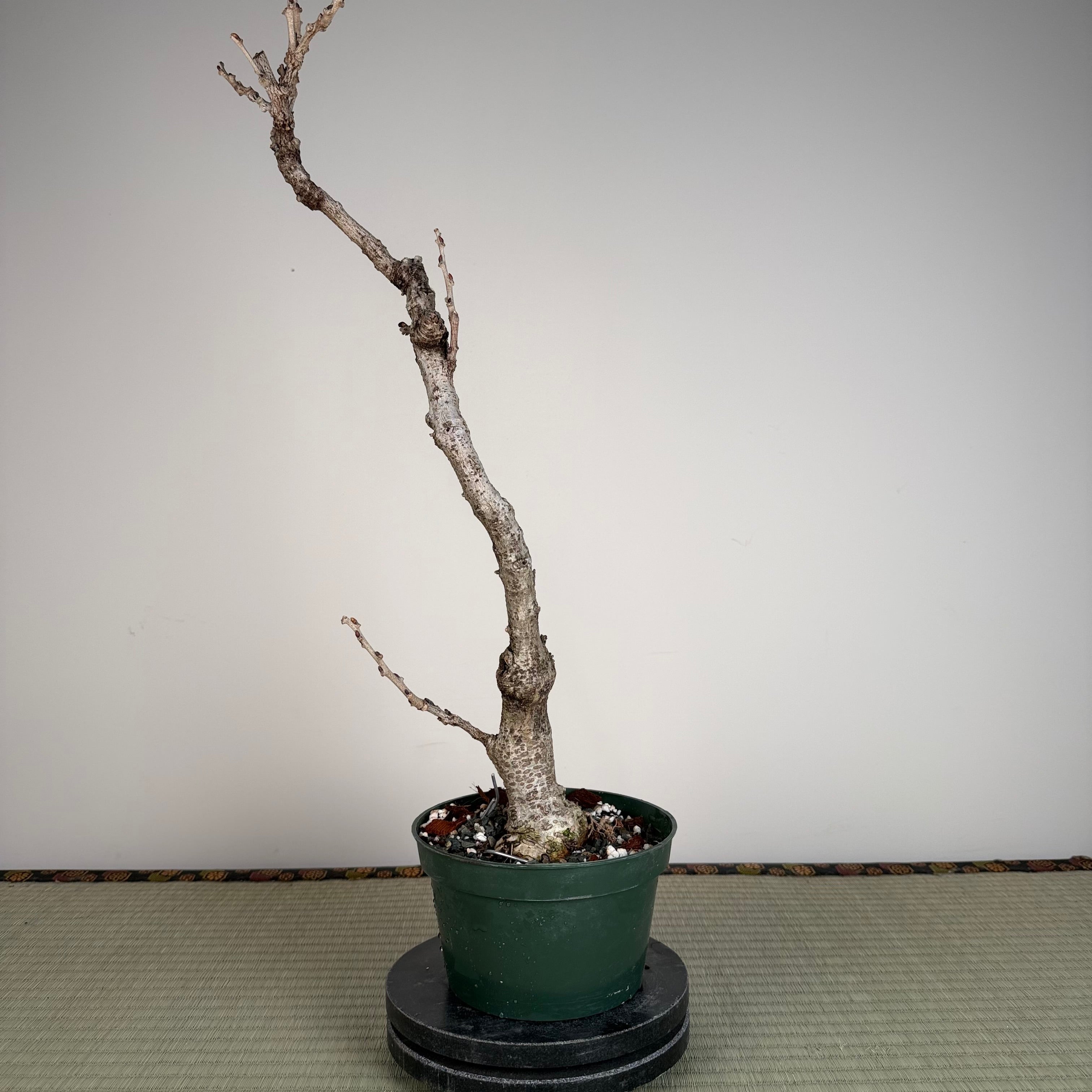 Wisteria floribunda