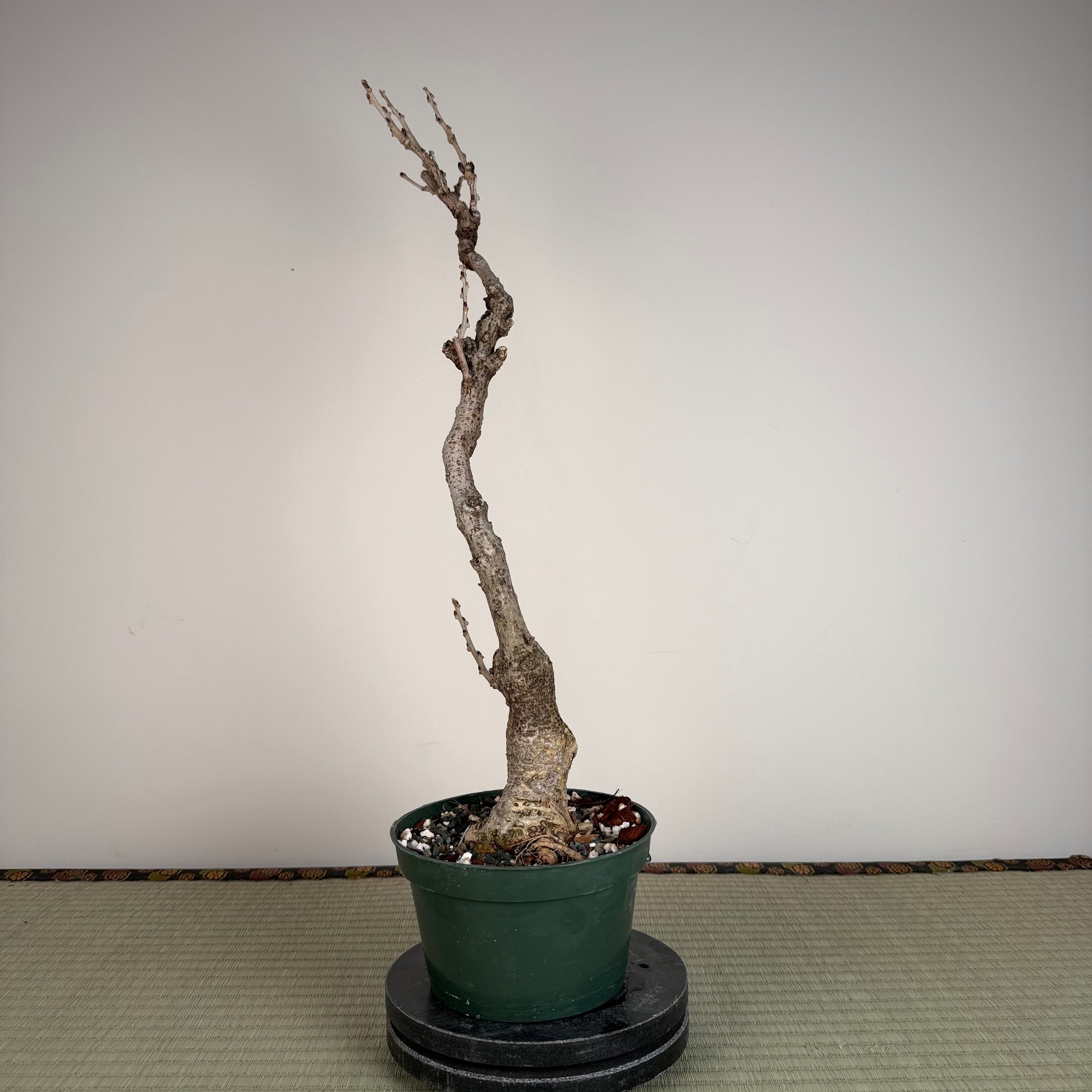 Wisteria floribunda